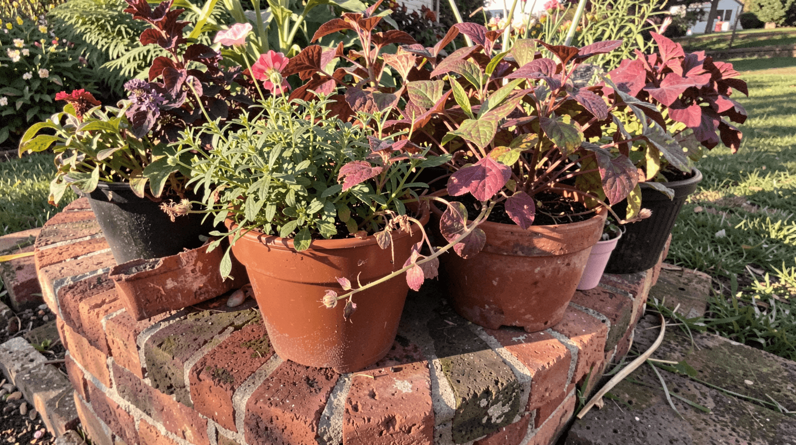 Don't Let Root Rot Kill Your Potted Plants This Winter.