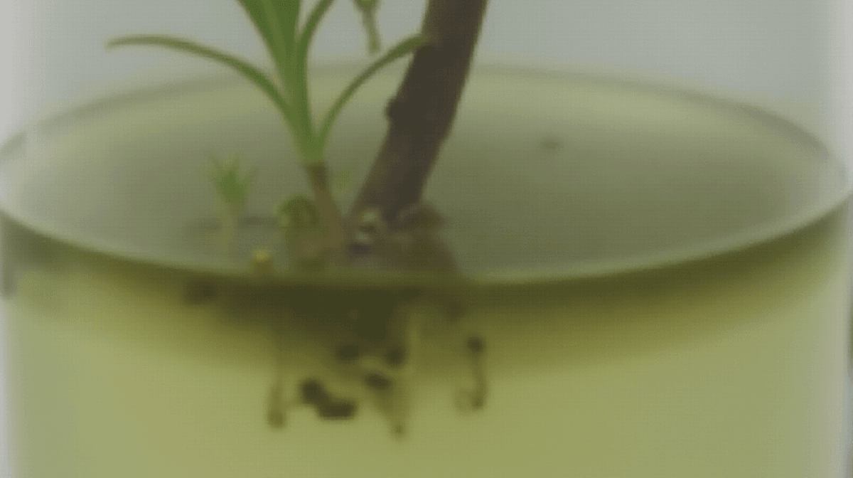 Kratky Method: Growing Plants in Water Instead of Dirt