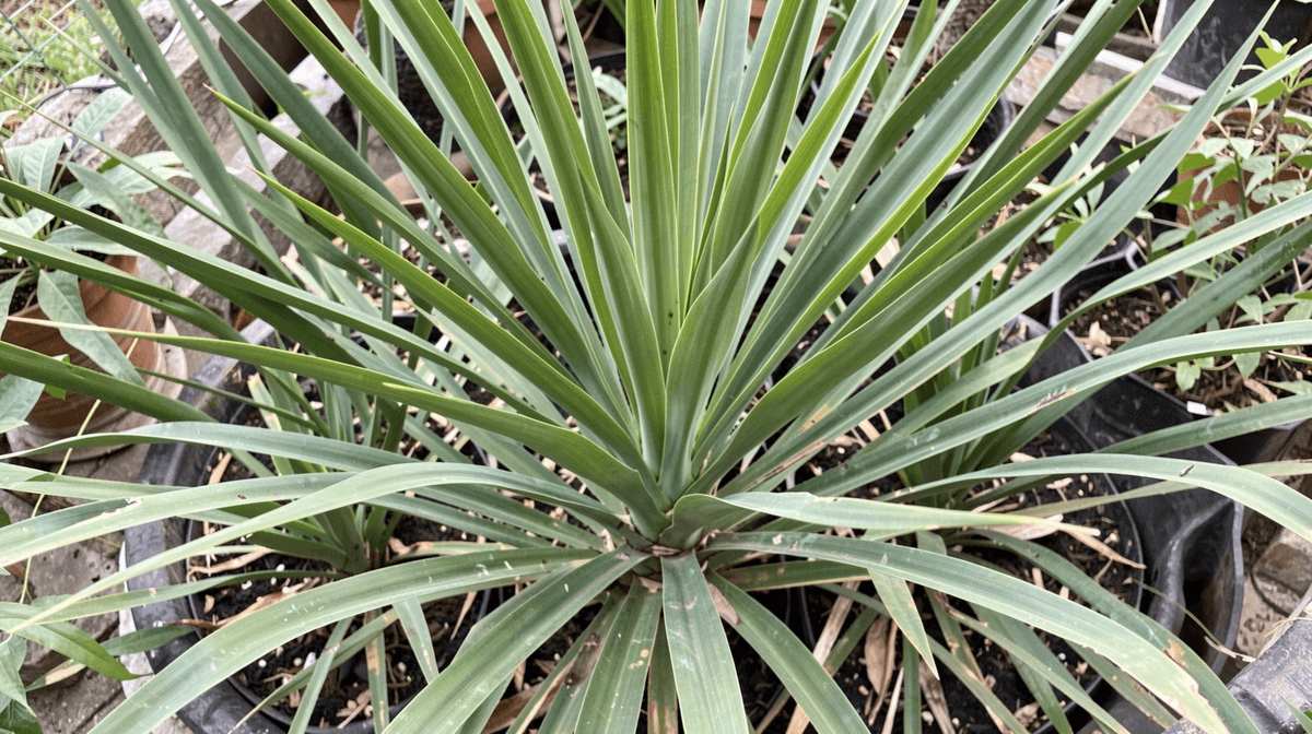Yucca: Making a Statement Without Trying Too Hard