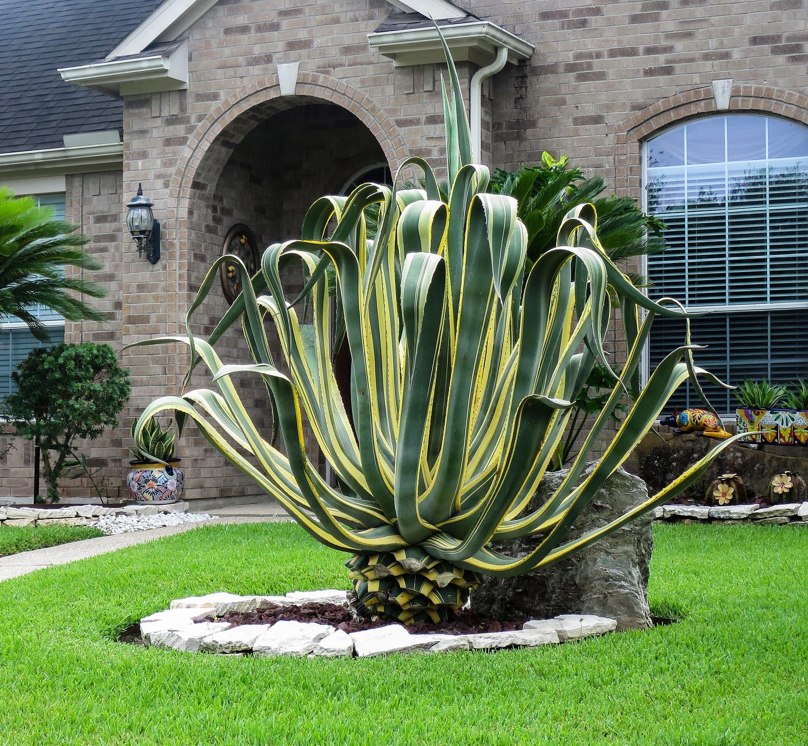 Agave thumbnail 4