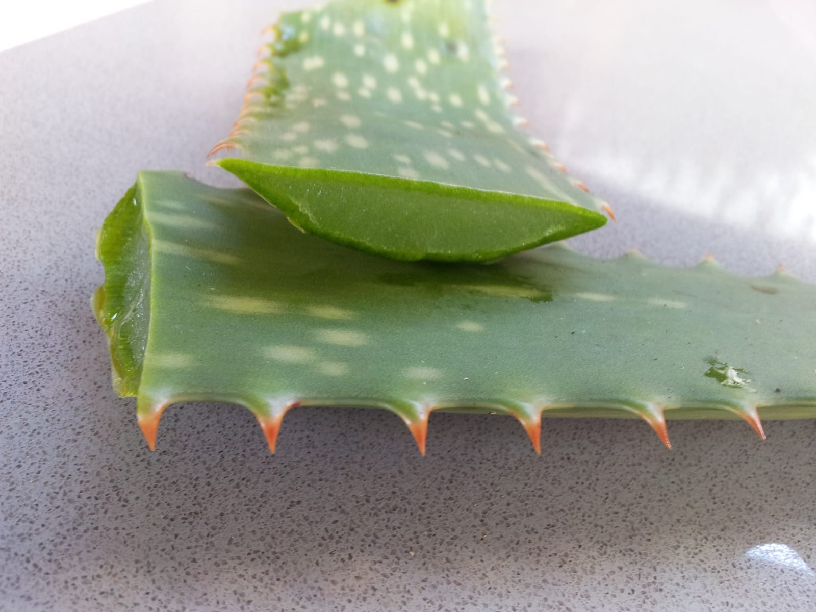 Aloe Vera thumbnail 2