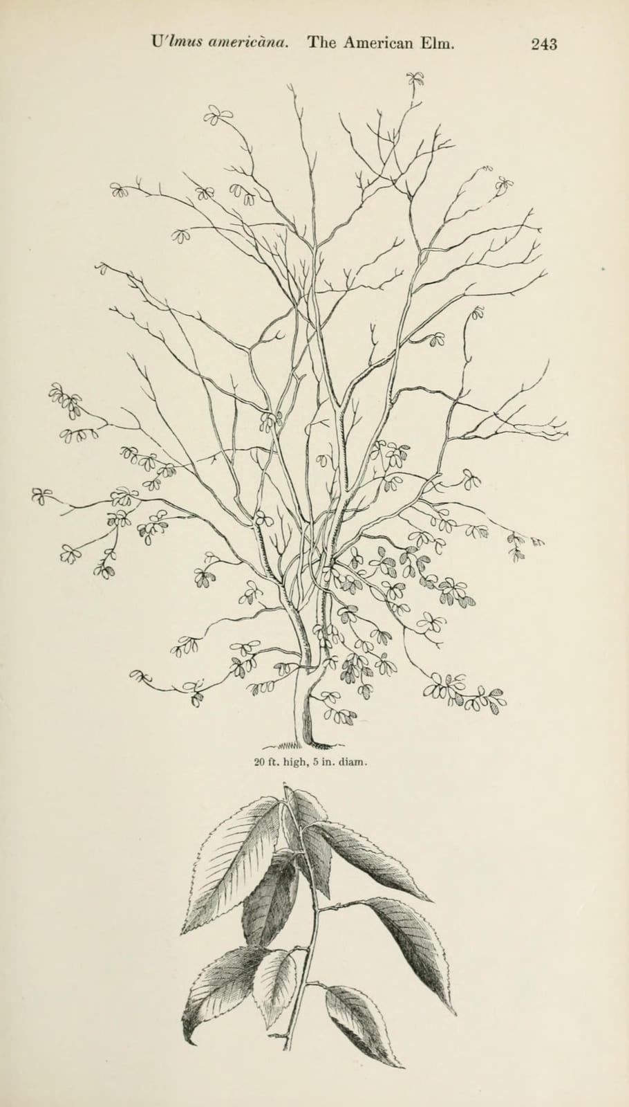 American Elm thumbnail 3