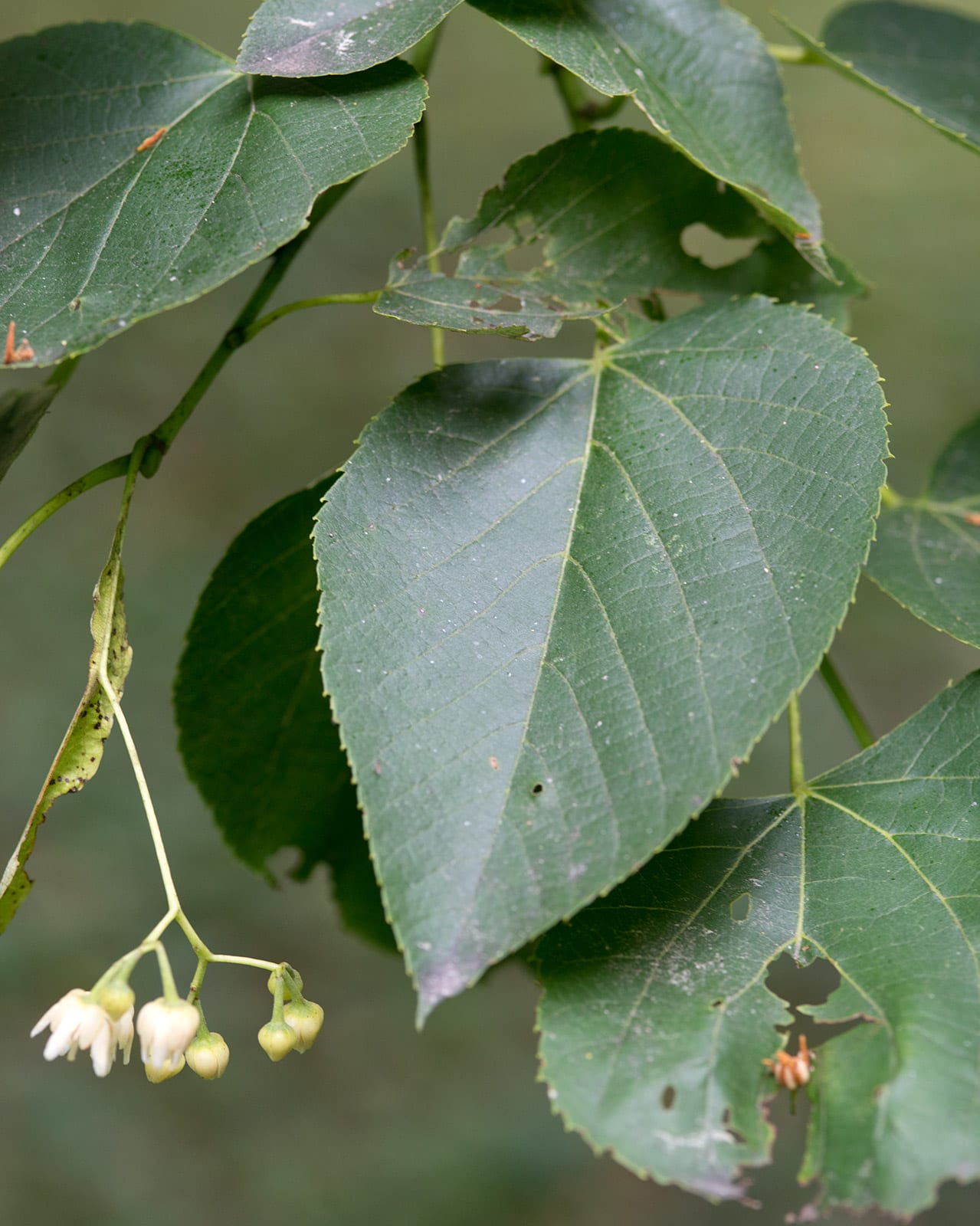 American Linden
