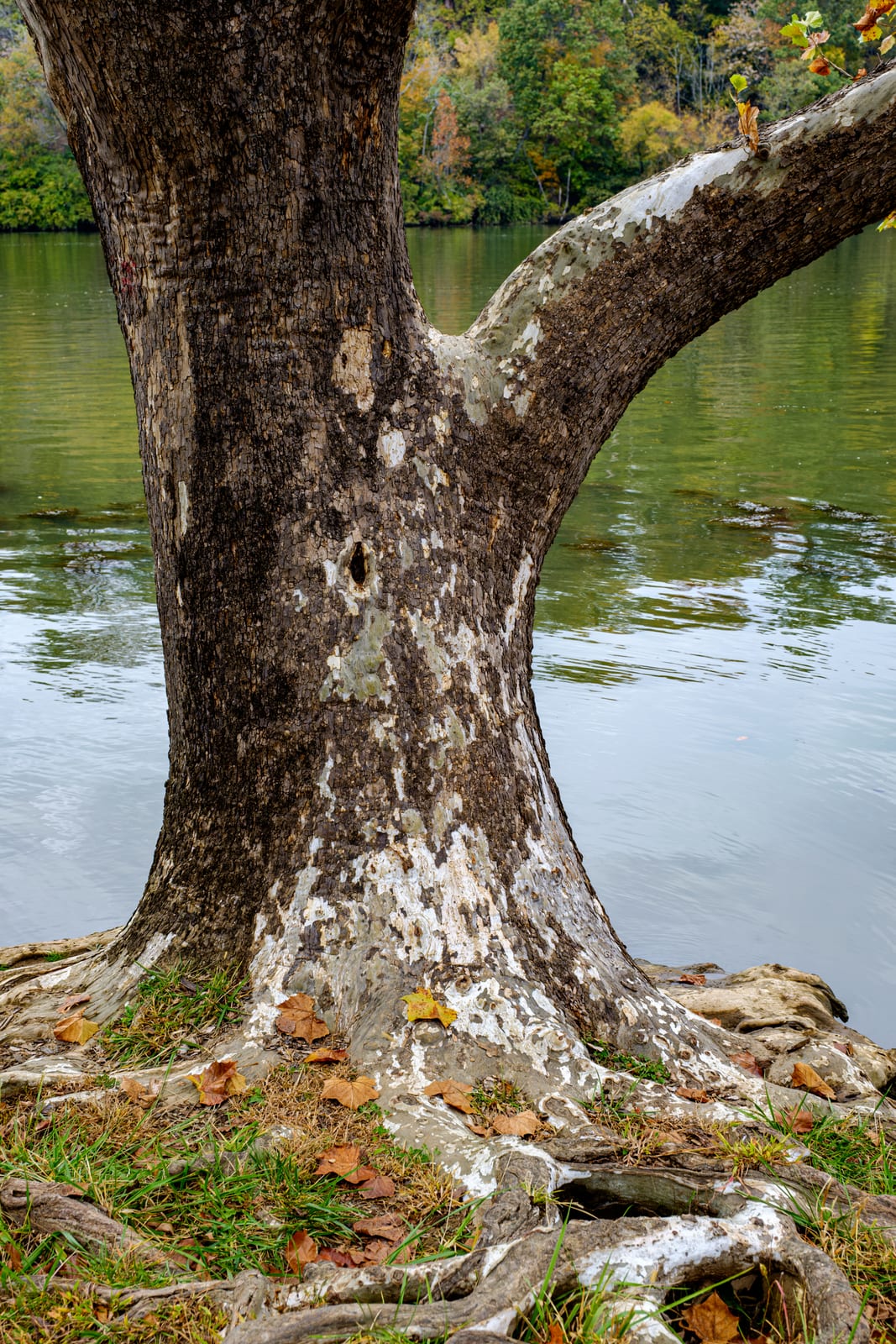 American Sycamore thumbnail 3