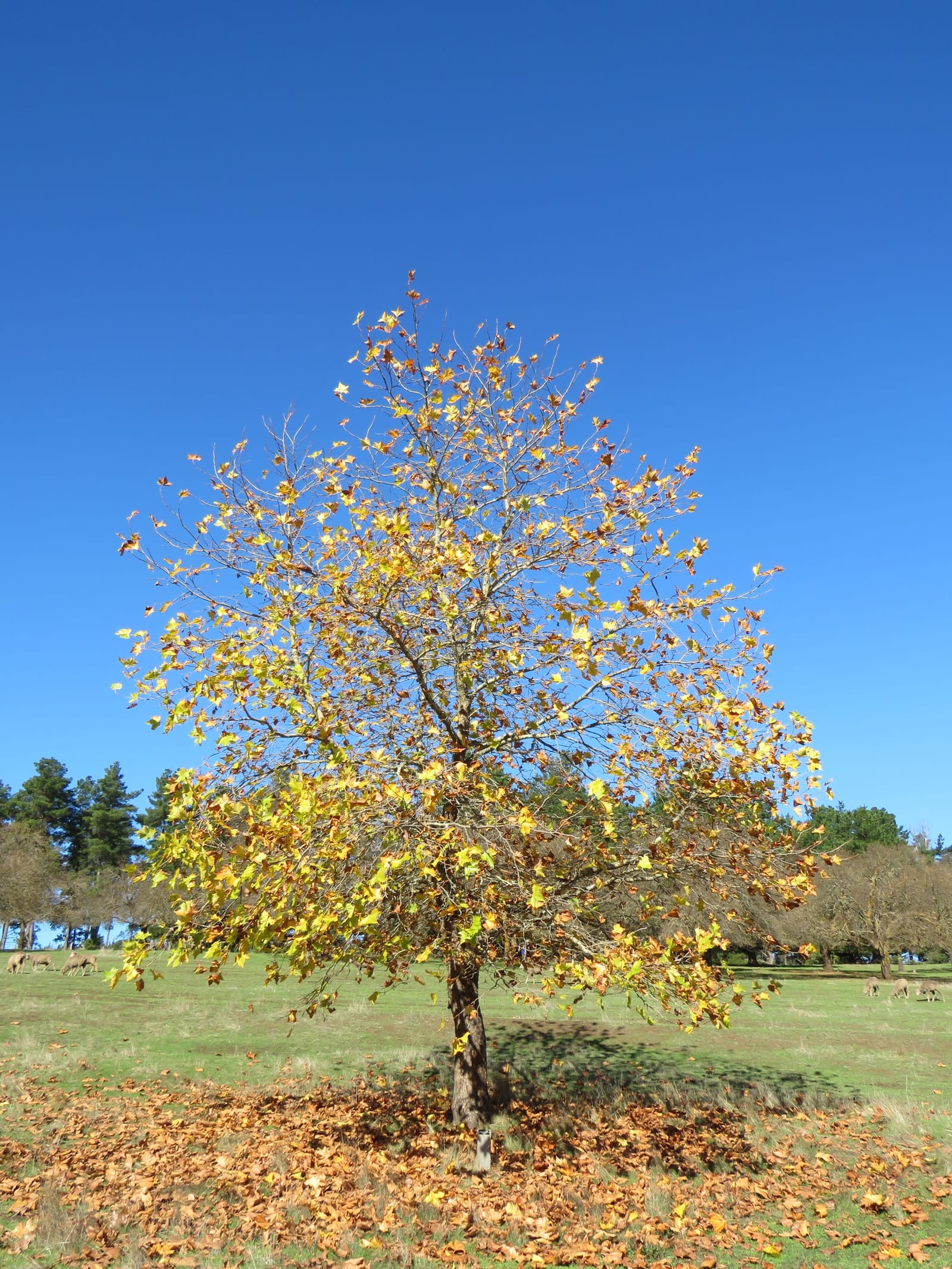 American Sycamore thumbnail 4