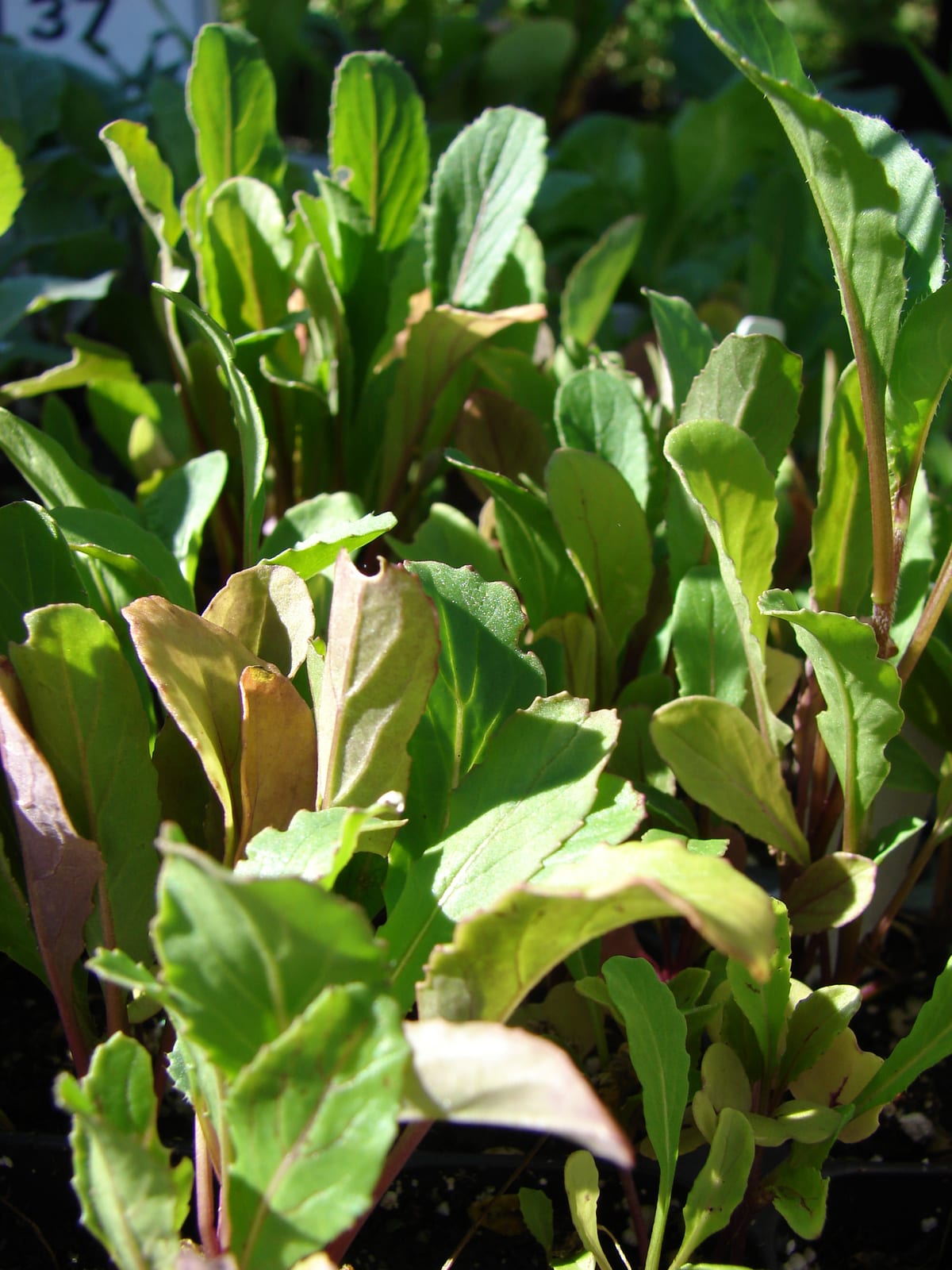 Arugula