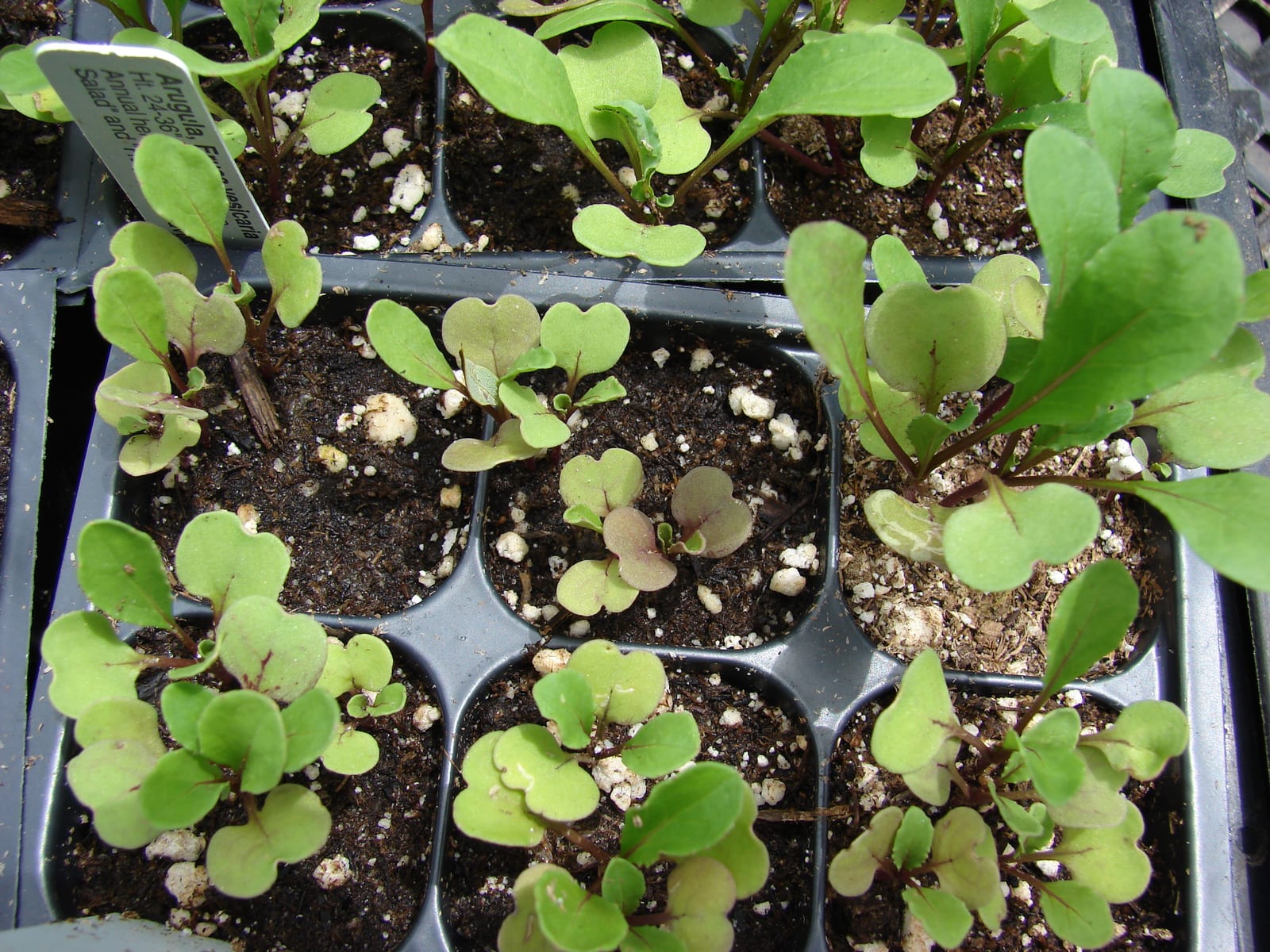 Arugula thumbnail 2