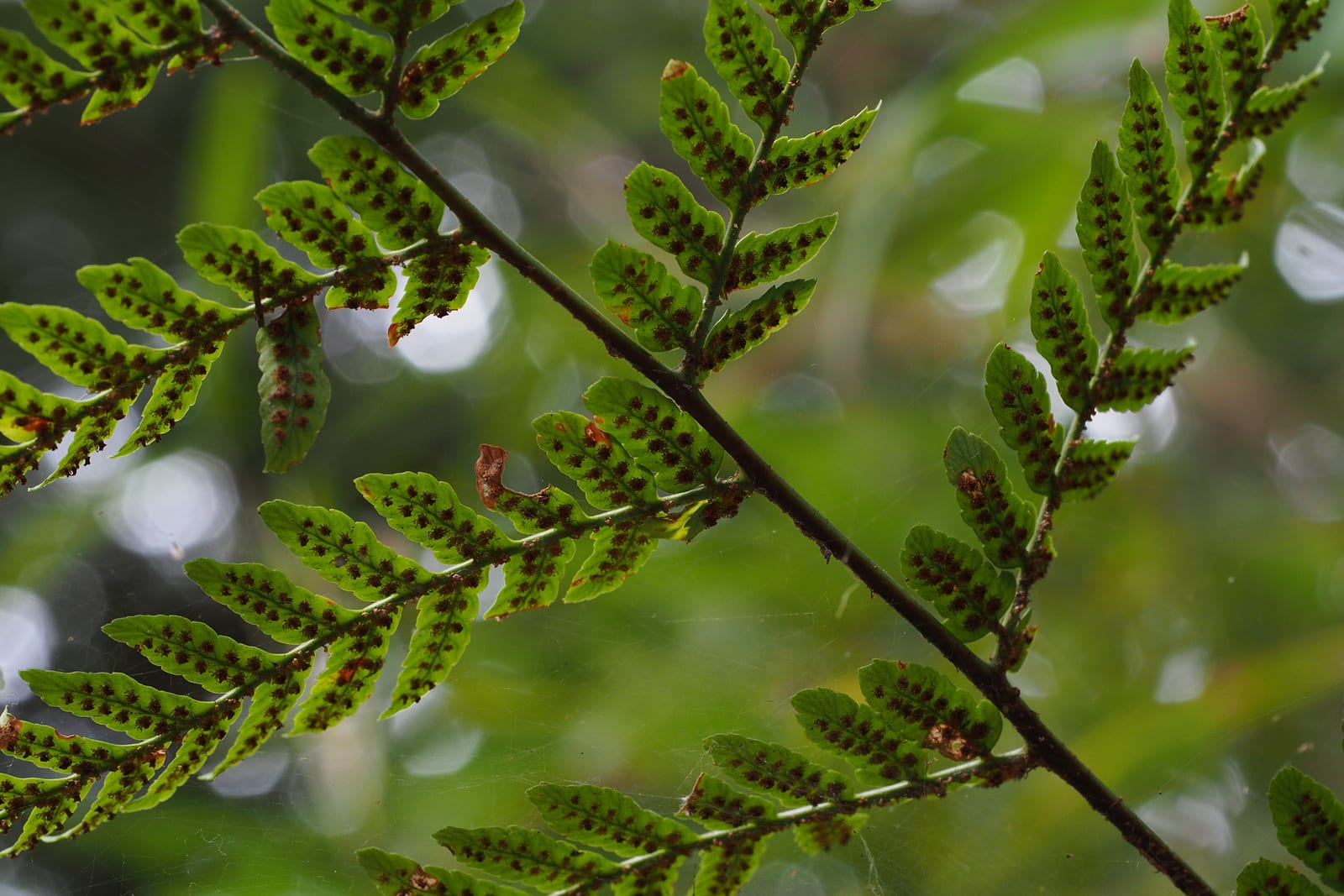 Autumn Fern