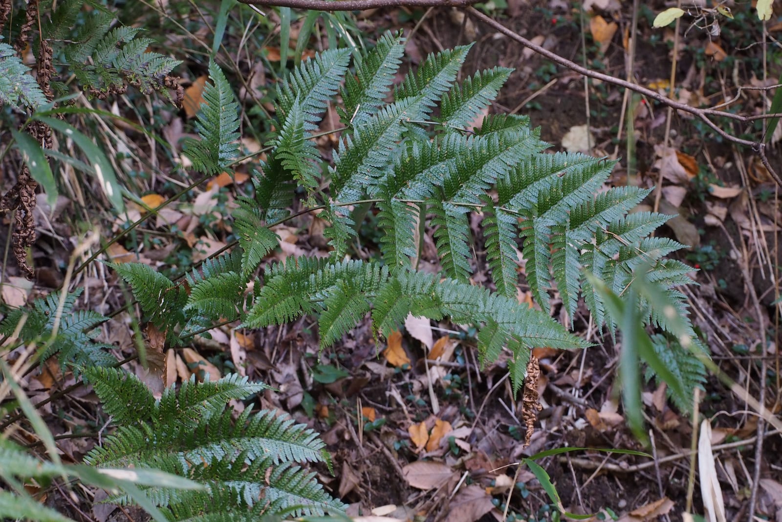 Autumn Fern thumbnail 3