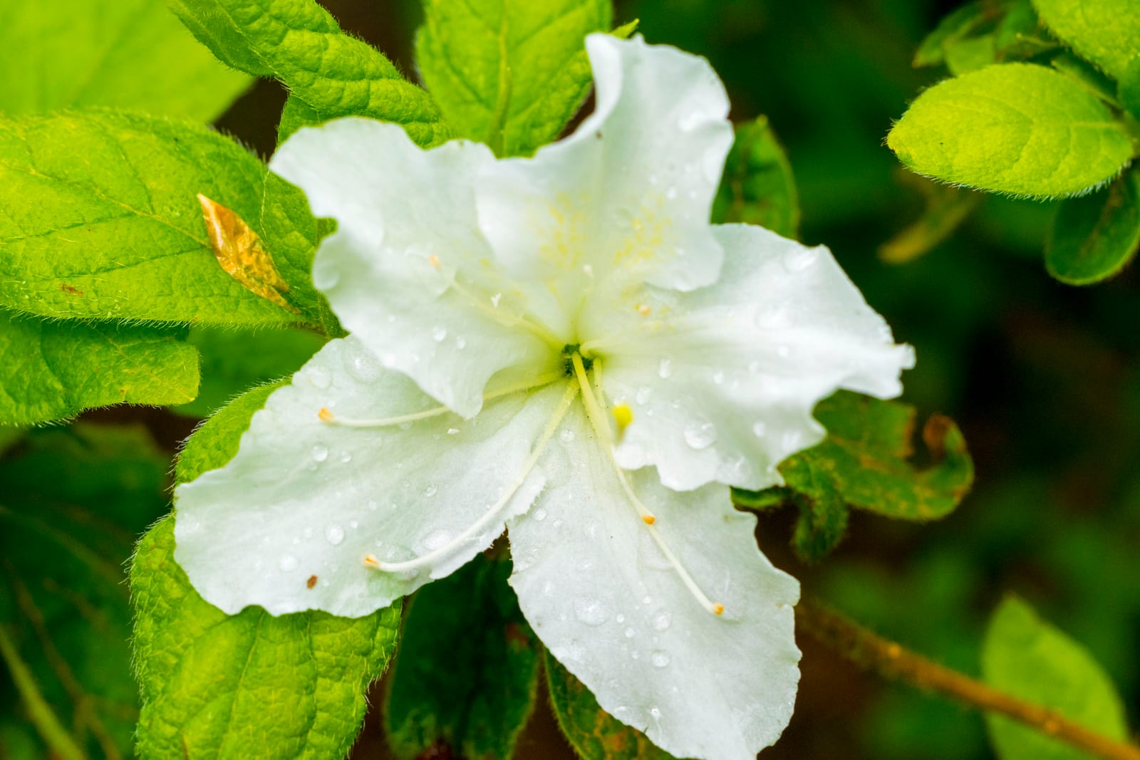 Azalea
