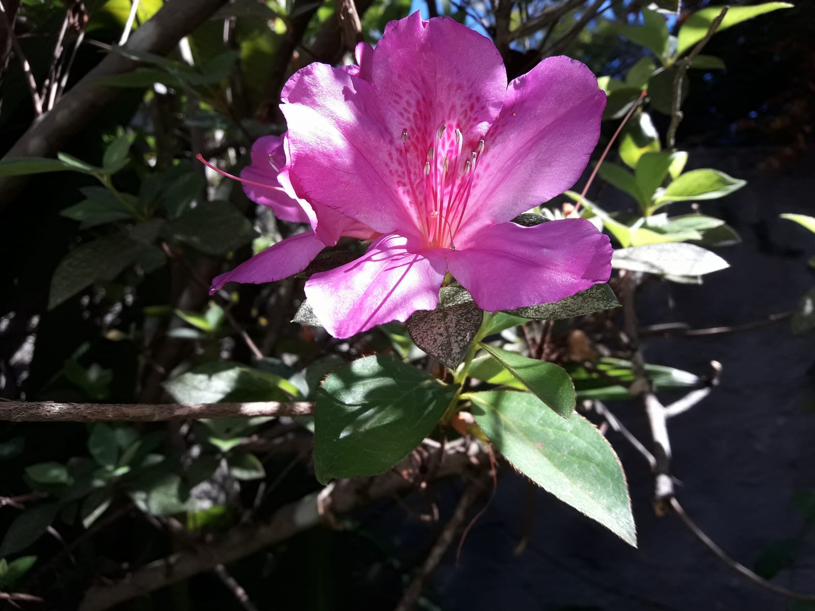 Azalea thumbnail 3