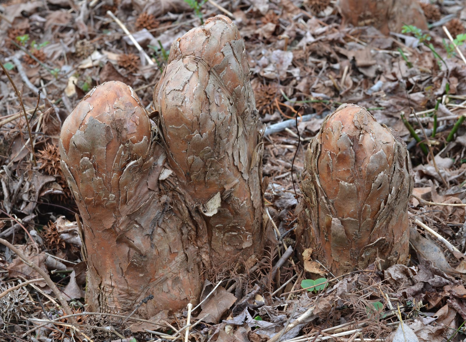 Bald Cypress thumbnail 2