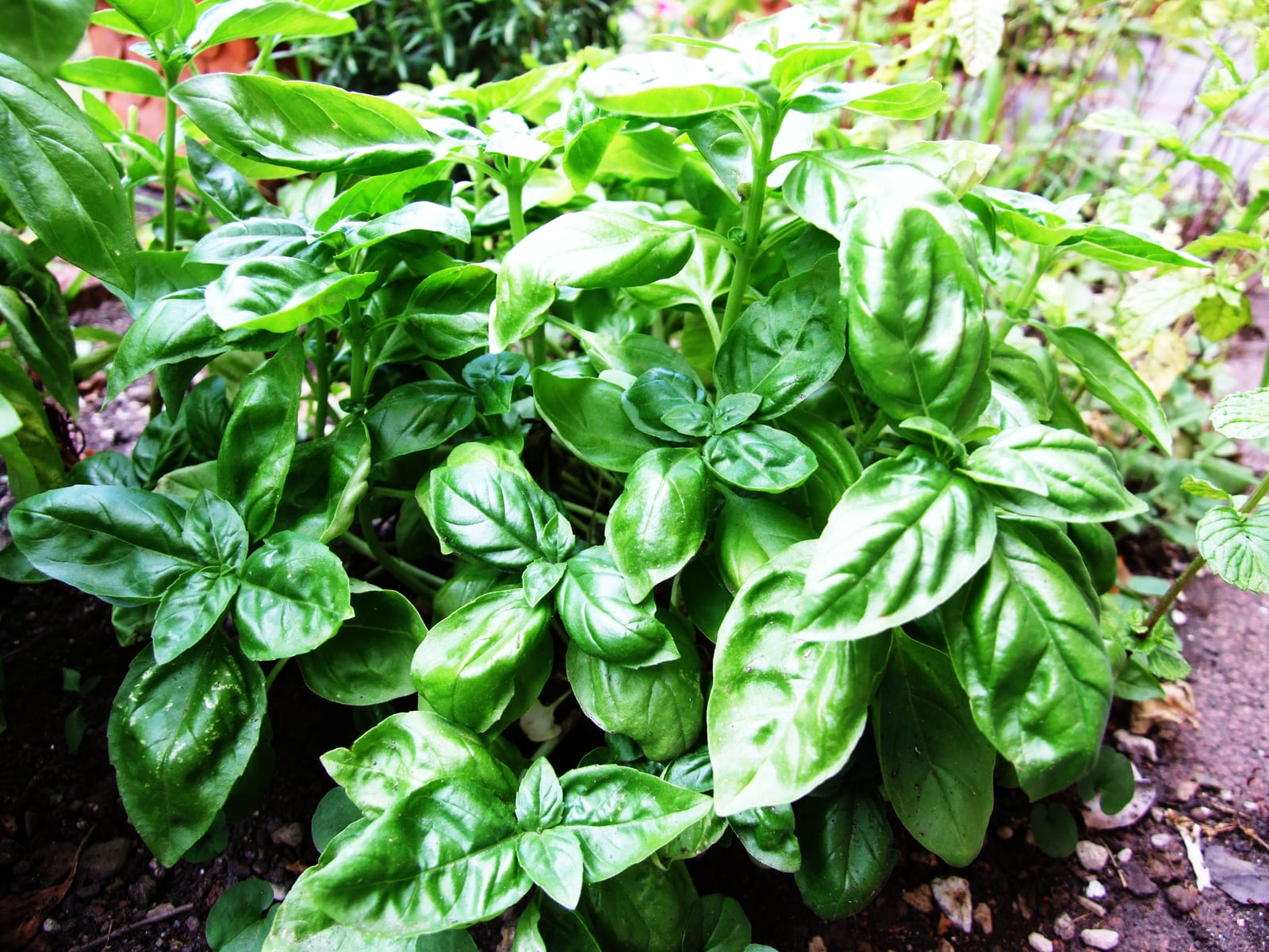 Basil thumbnail 4