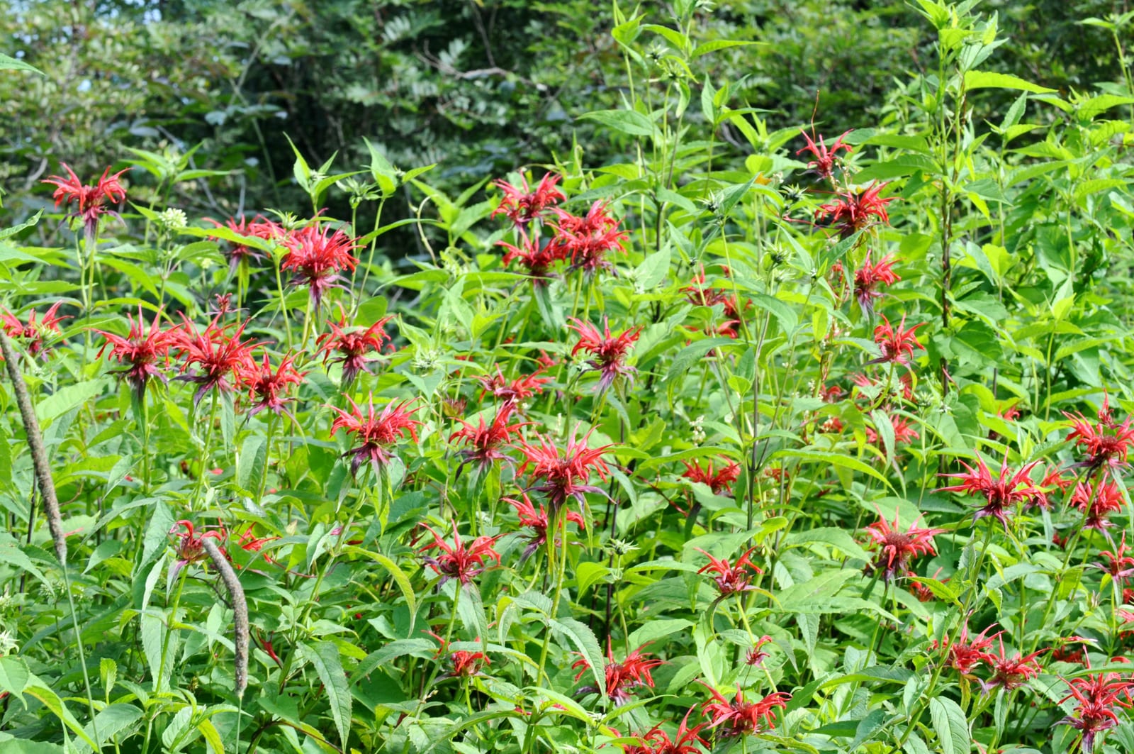 Bee Balm thumbnail 4