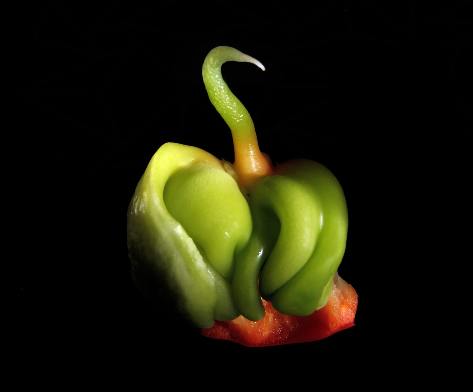Bell Pepper thumbnail 3