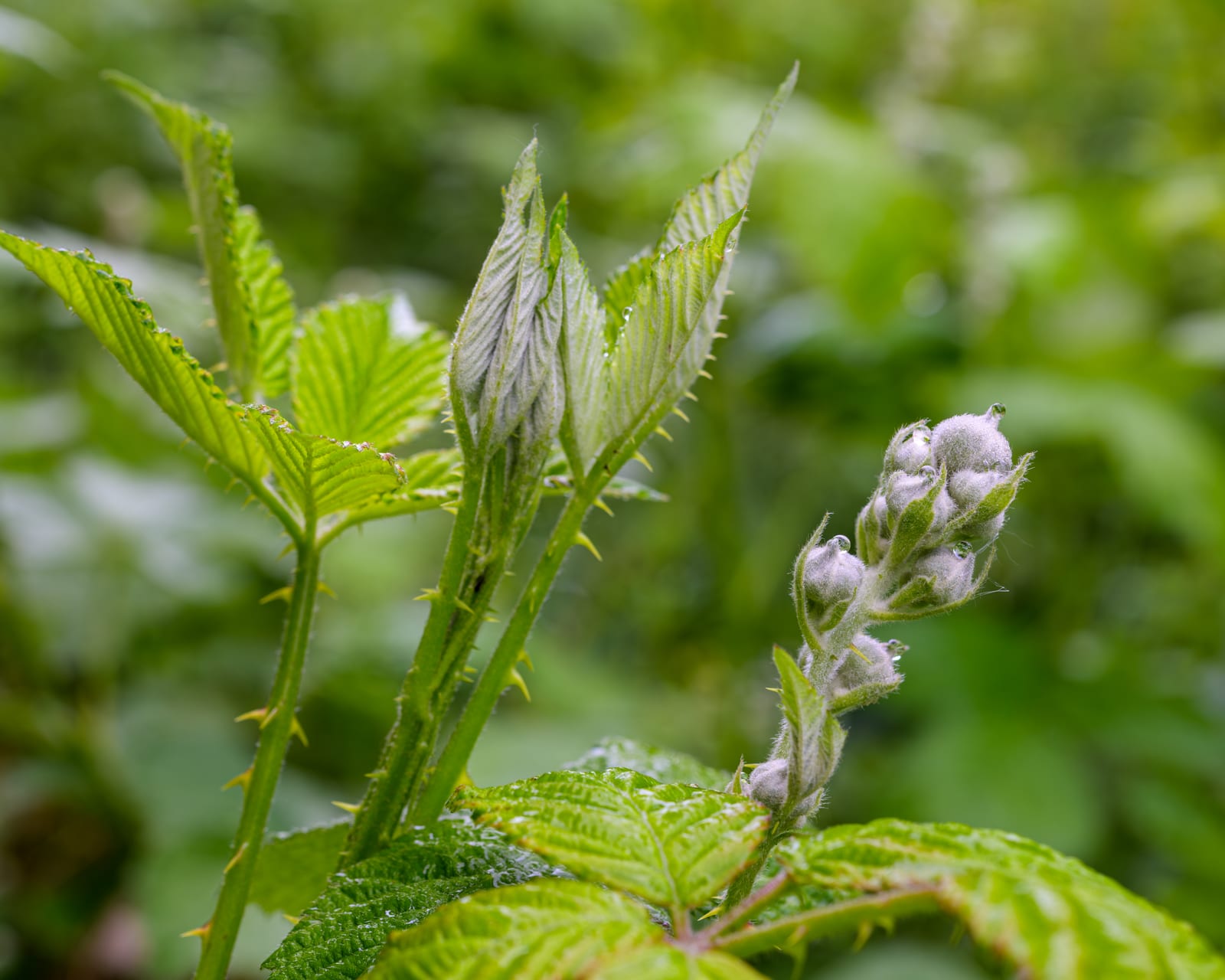 Blackberry thumbnail 3
