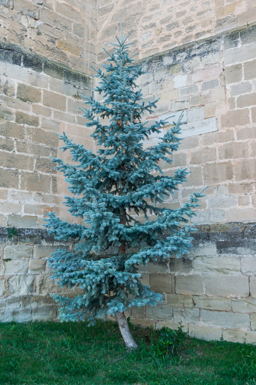 Colorado Blue Spruce thumbnail 3