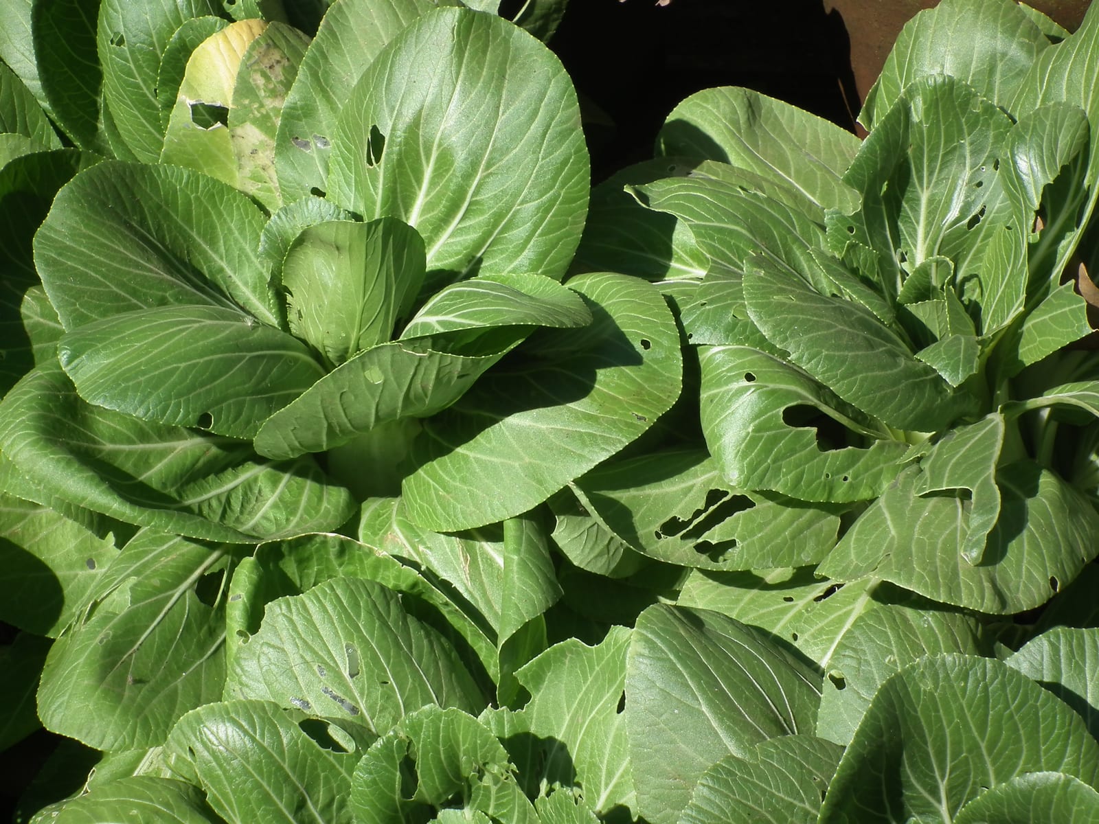 Bok Choy thumbnail 3