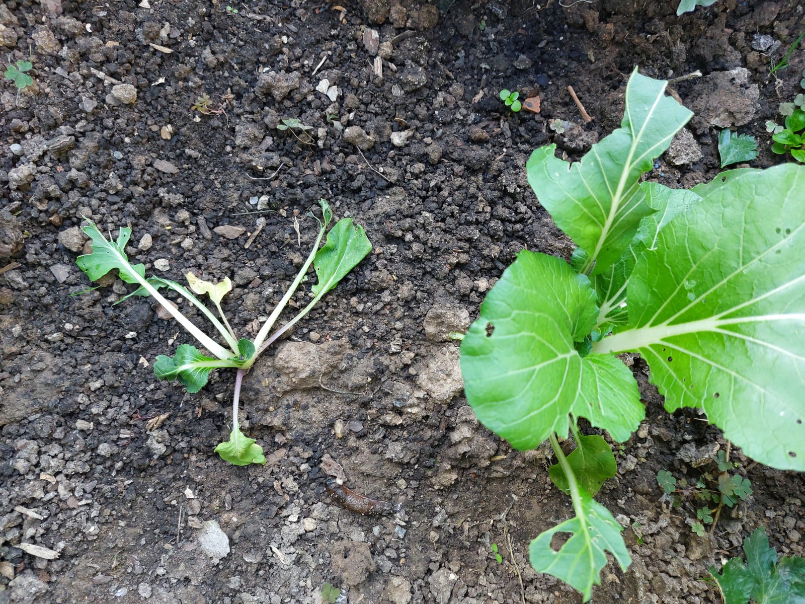 Bok Choy thumbnail 4