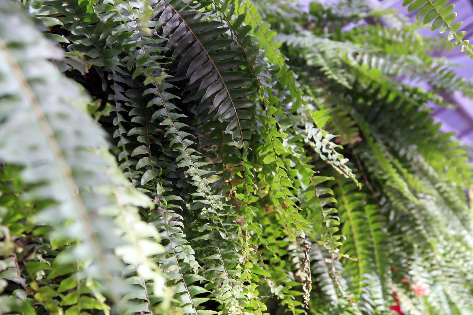 Boston Fern thumbnail 4