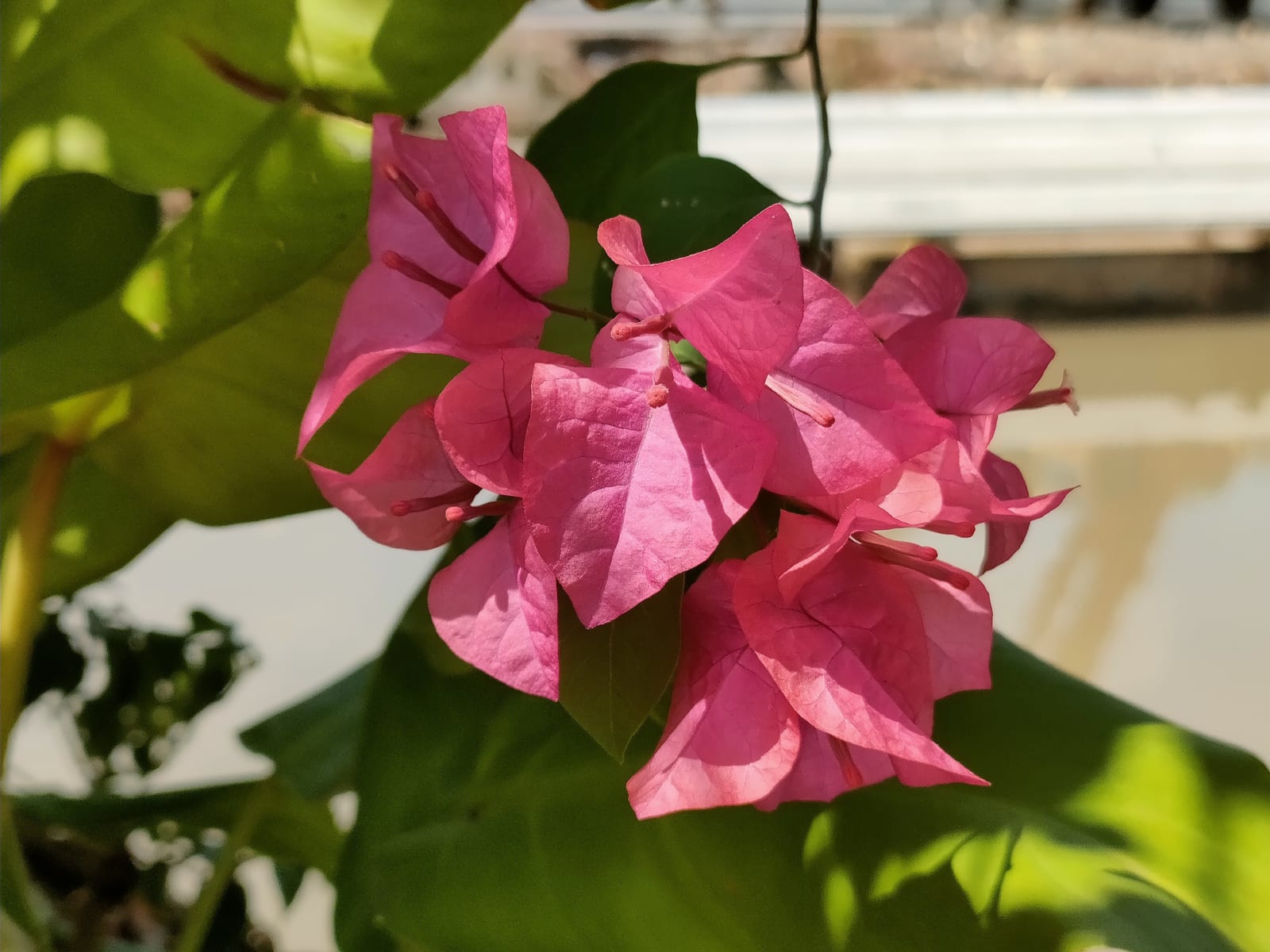 Bougainvillea