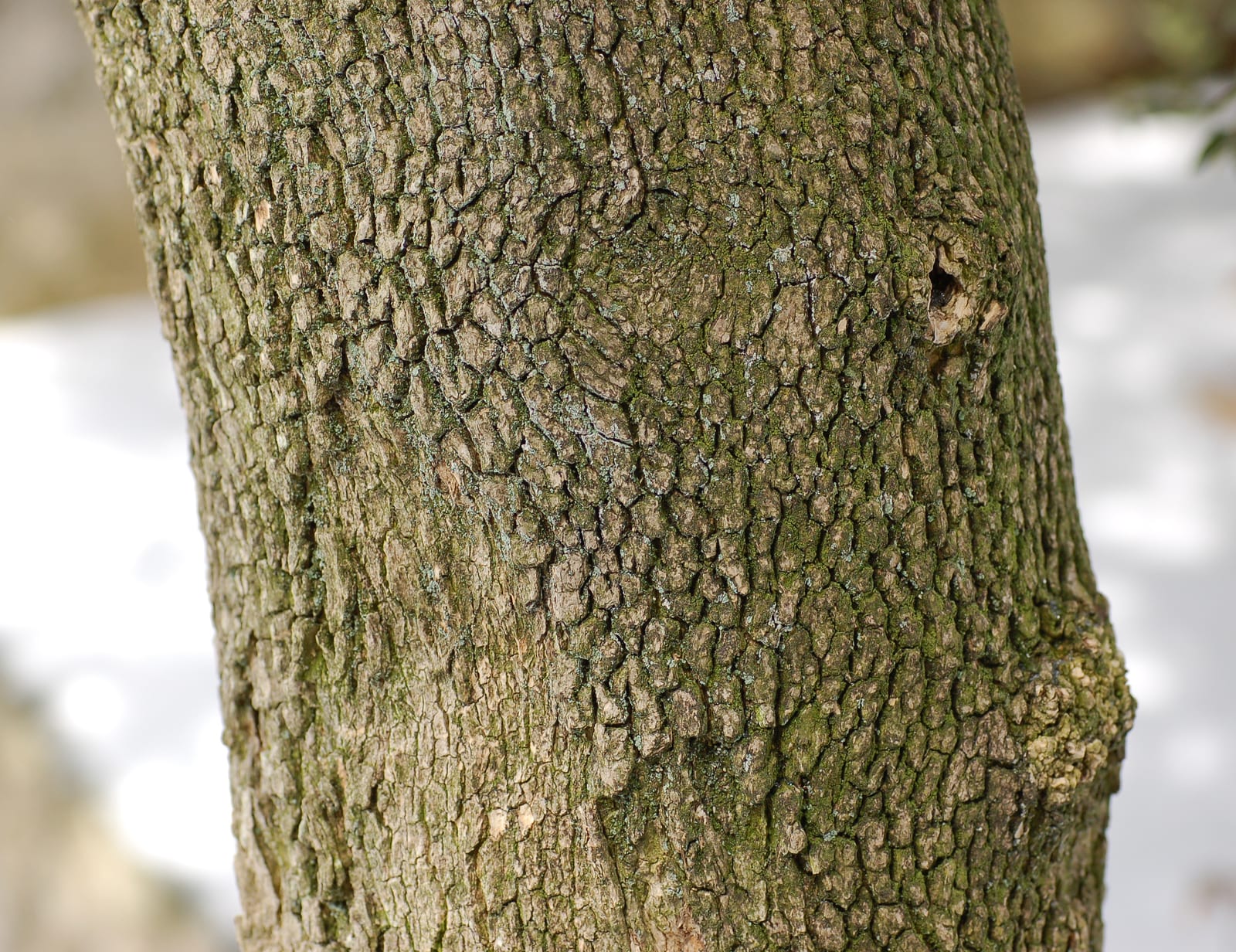 Boxwood