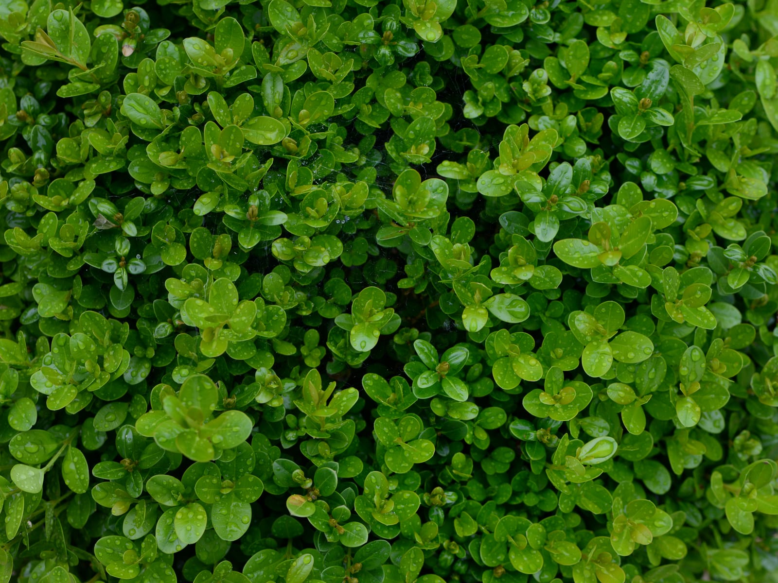 Boxwood thumbnail 4