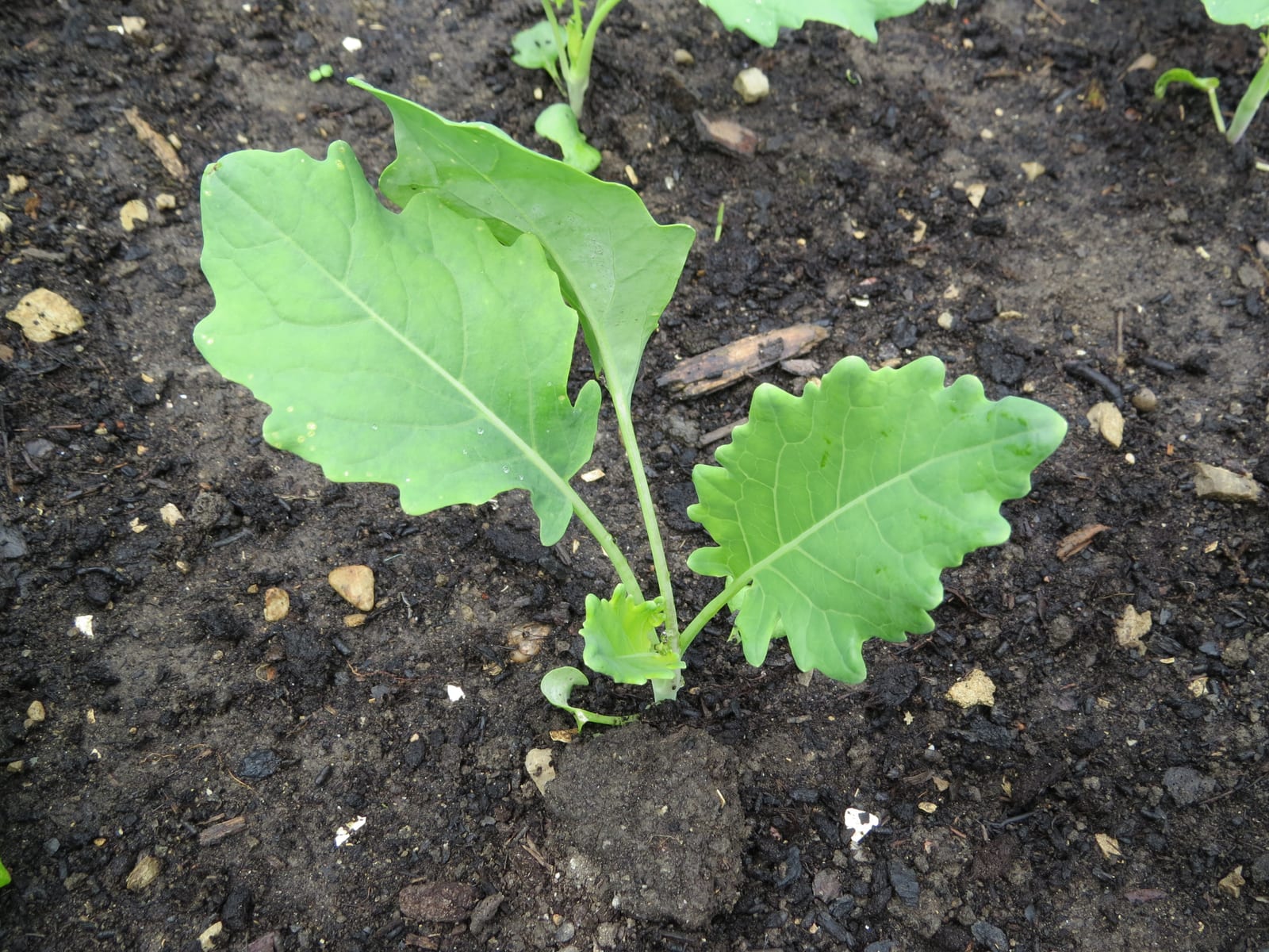 Broccoli thumbnail 4