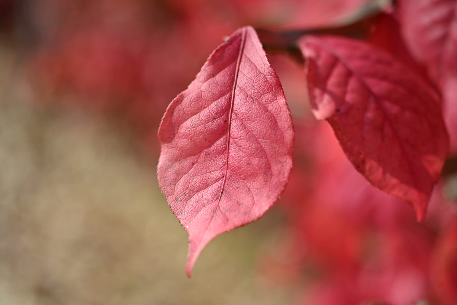 Burning Bush
