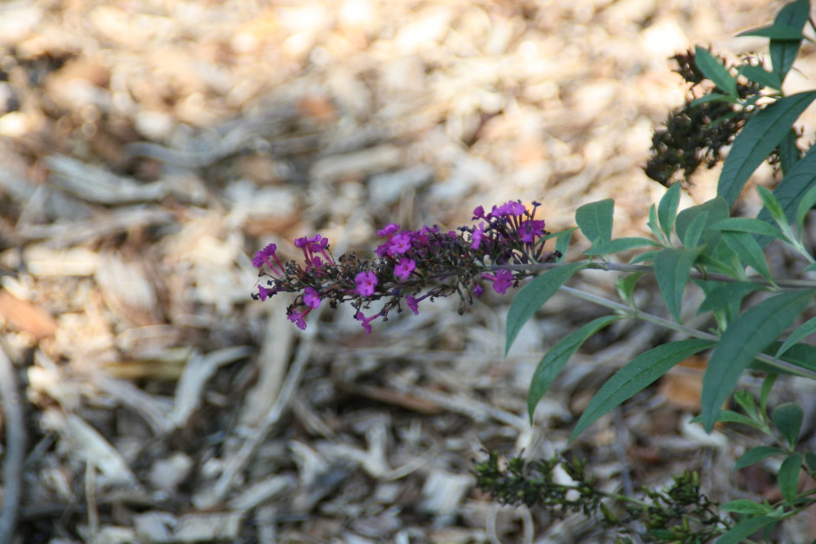 Butterfly Bush
