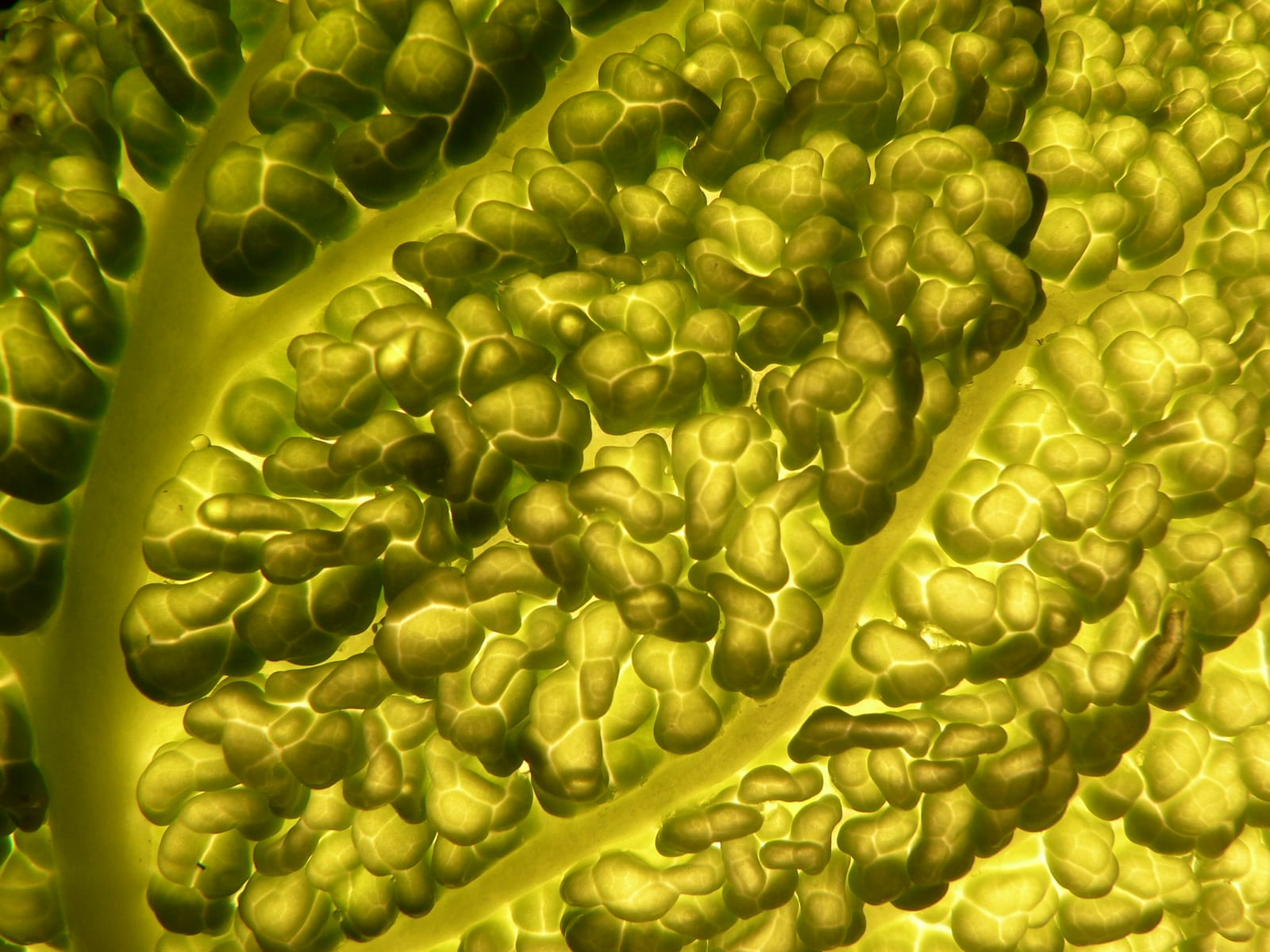 Cabbage thumbnail 4