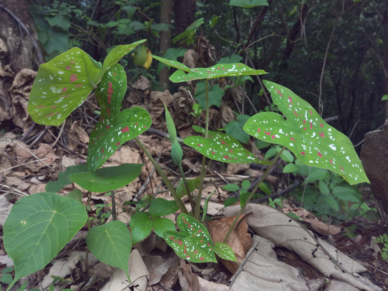 Caladium thumbnail 3