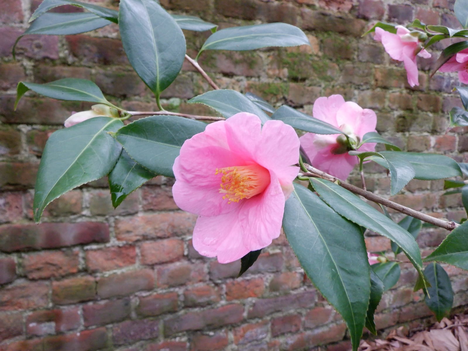 Camellia