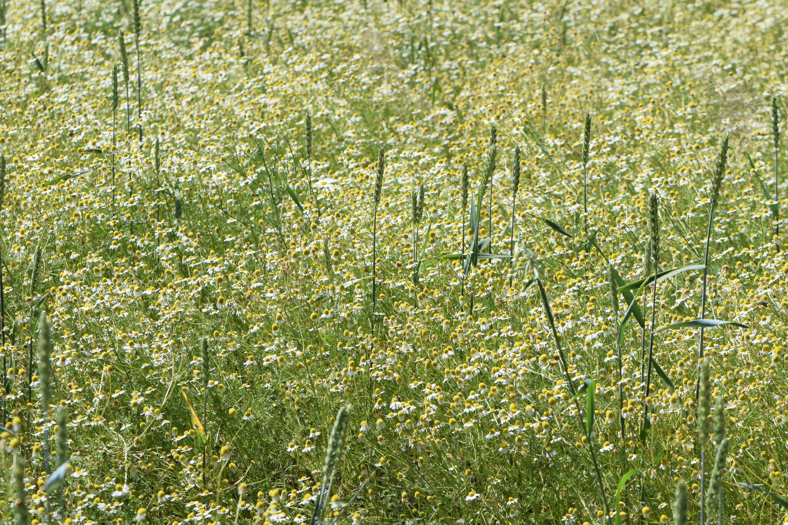 Chamomile thumbnail 4