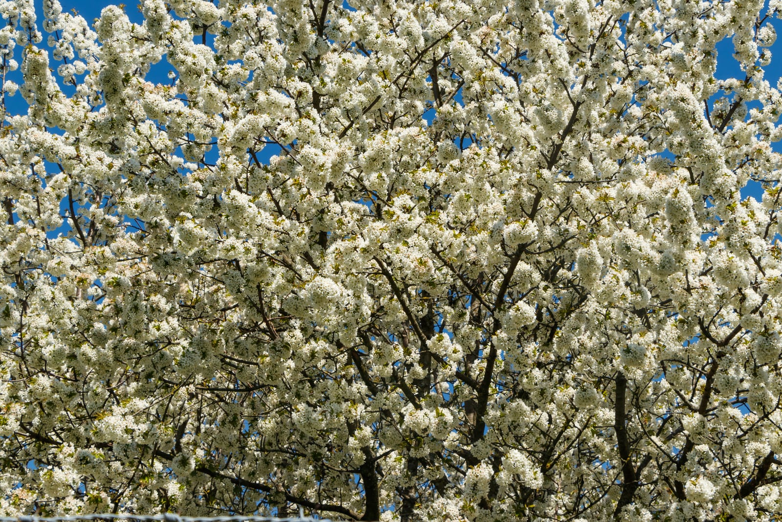 Cherry Tree thumbnail 2