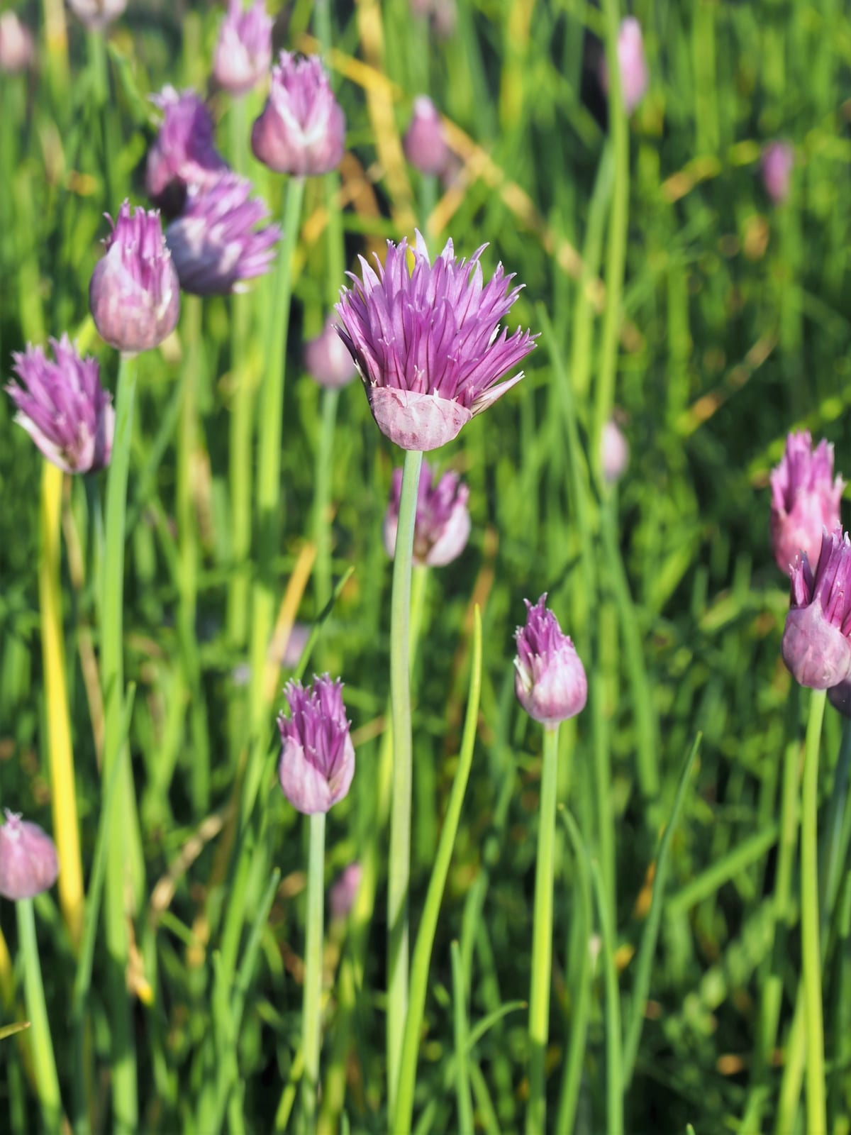 Chives thumbnail 4