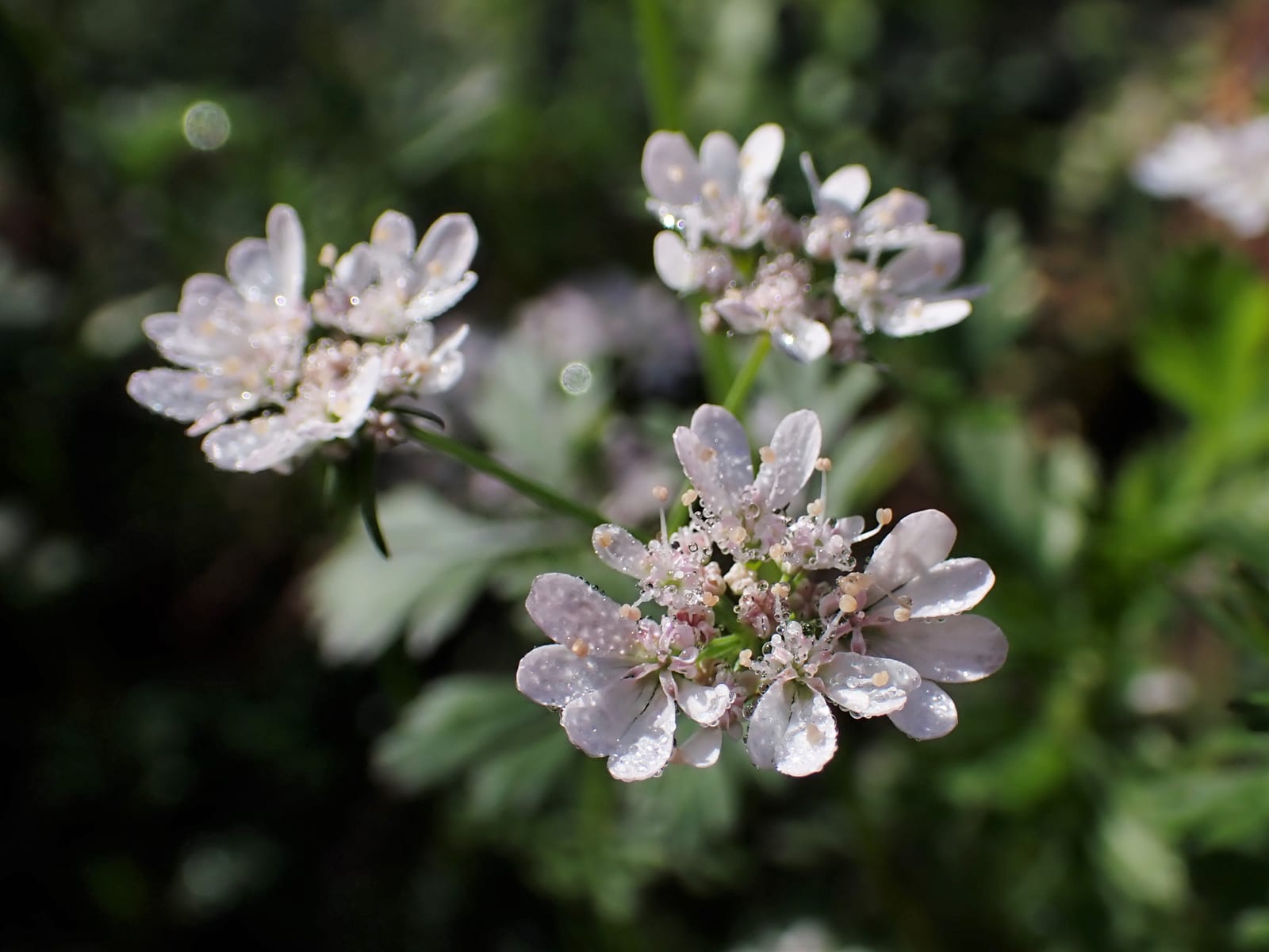 Cilantro thumbnail 4