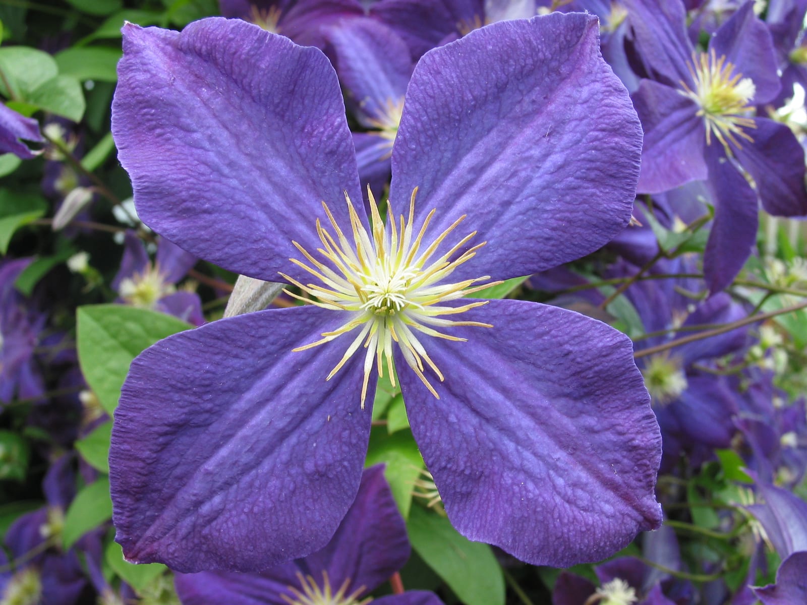Clematis thumbnail 2