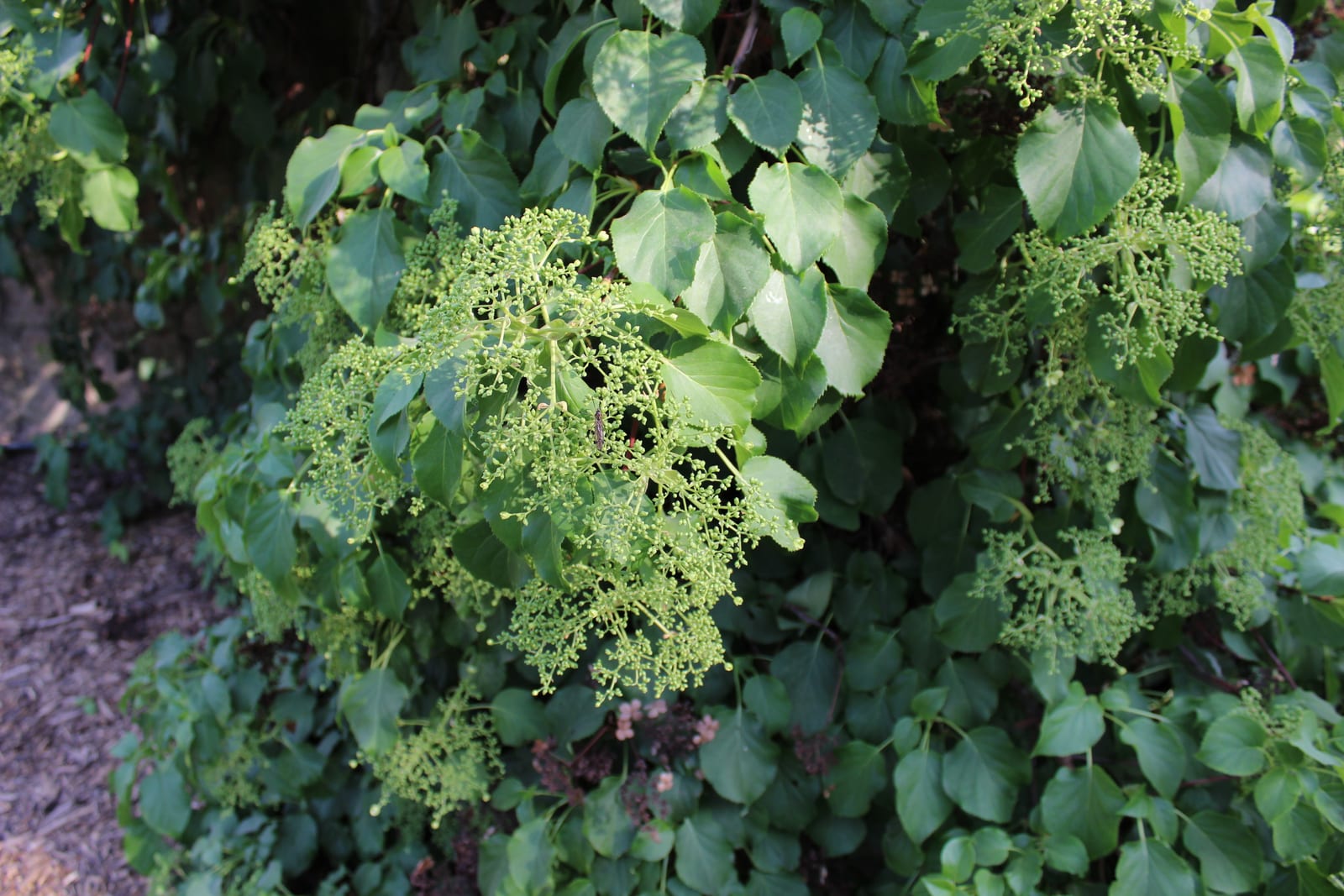 Climbing Hydrangea thumbnail 2