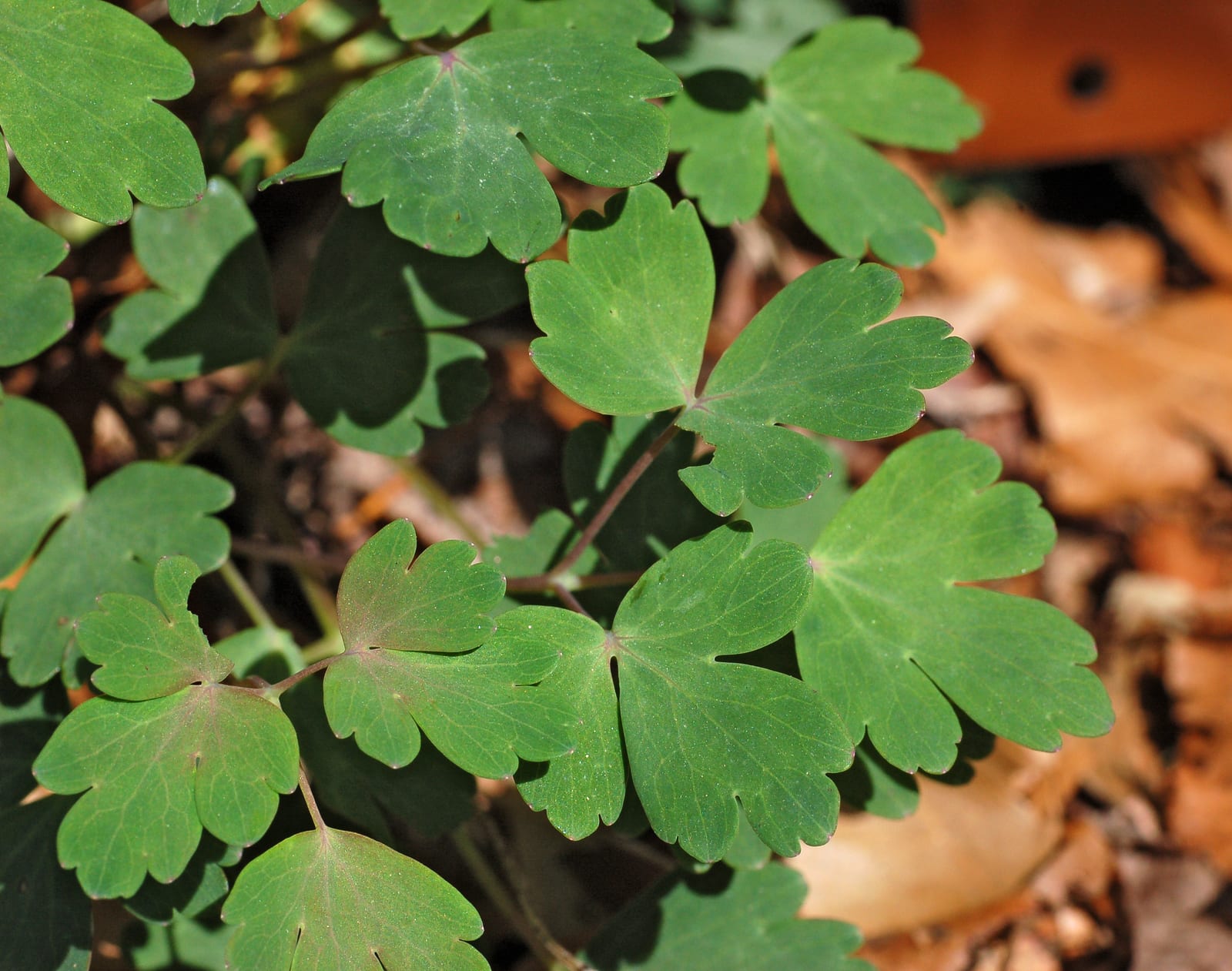 Columbine