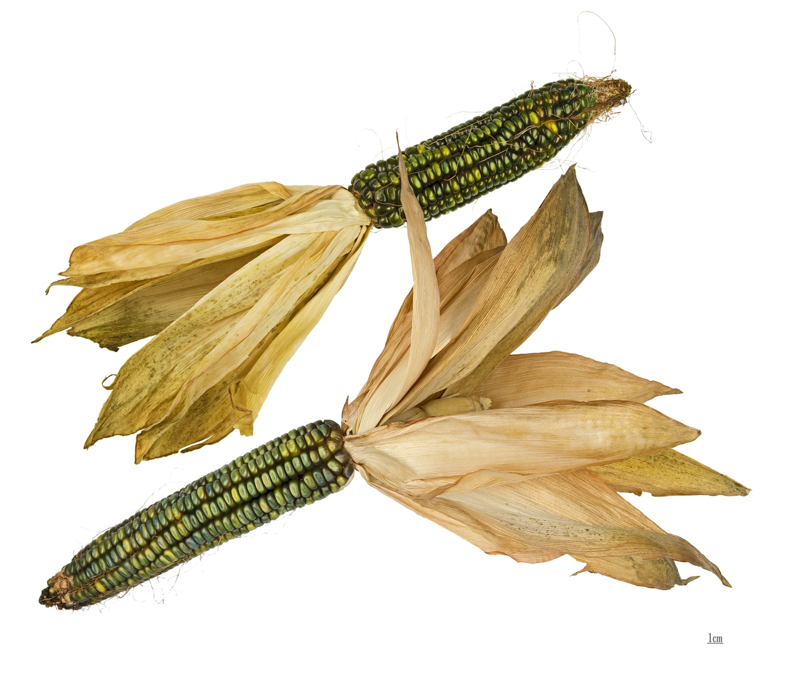 Corn