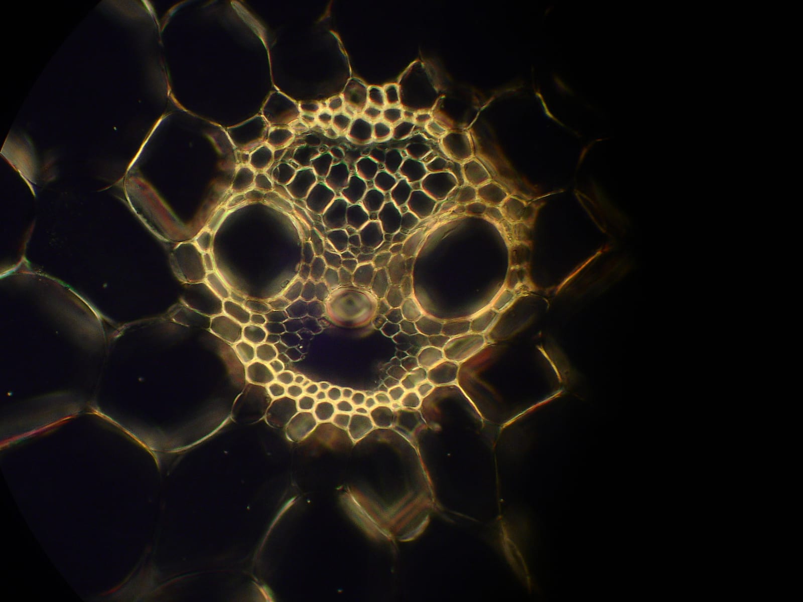 Corn thumbnail 4