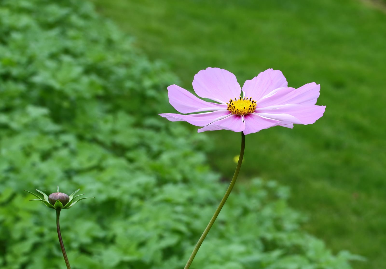 Cosmos thumbnail 3