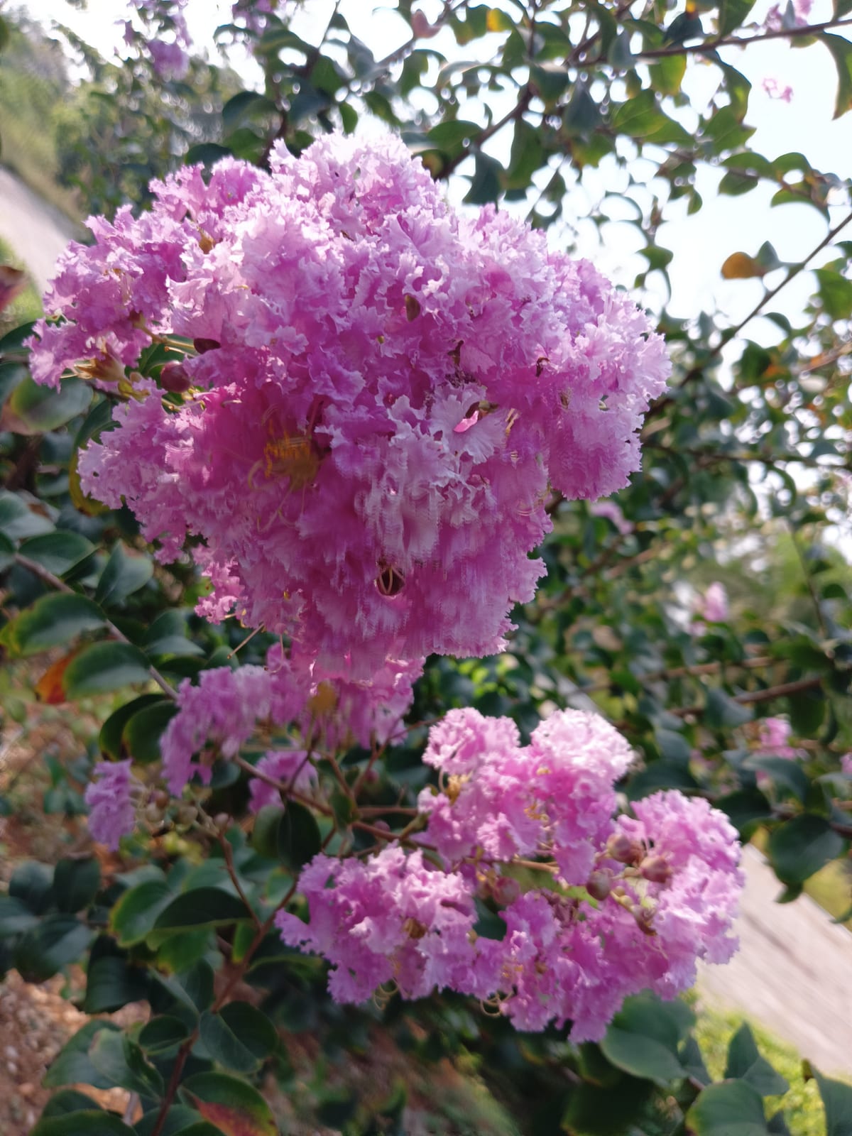 Crape Myrtle thumbnail 2