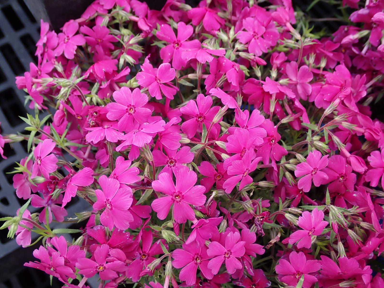 Creeping Phlox thumbnail 3