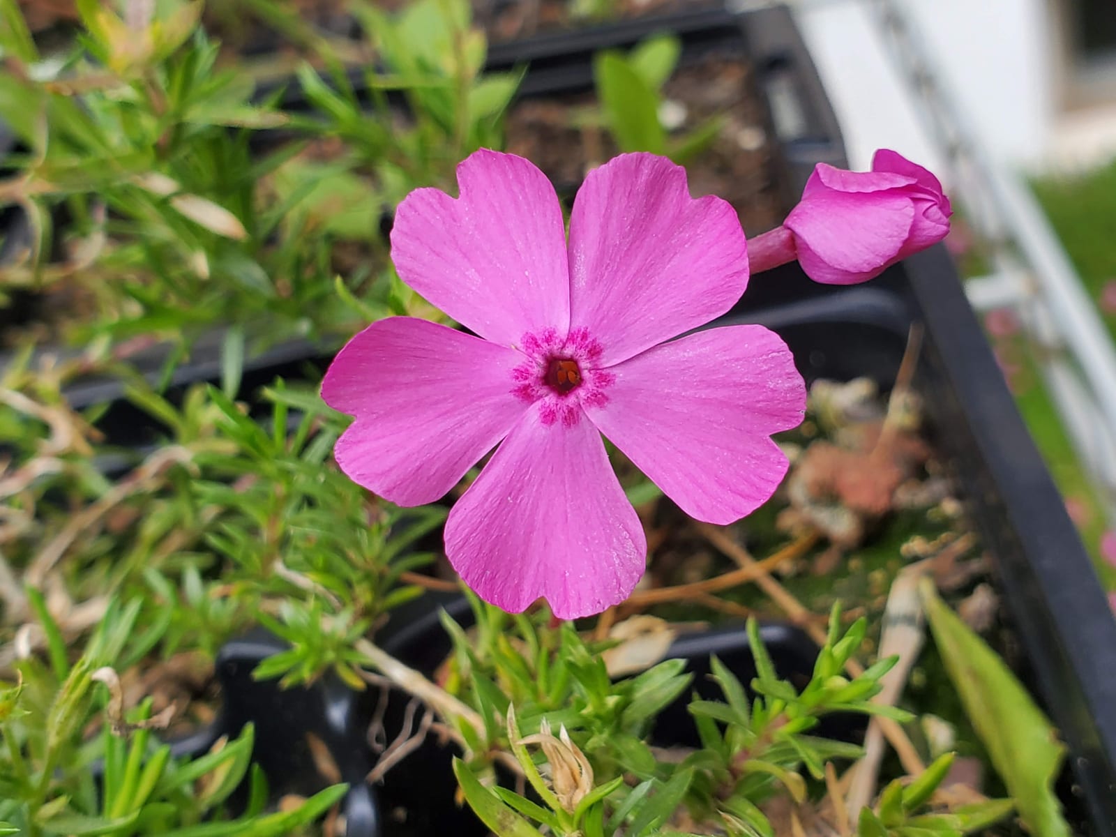 Creeping Phlox thumbnail 4