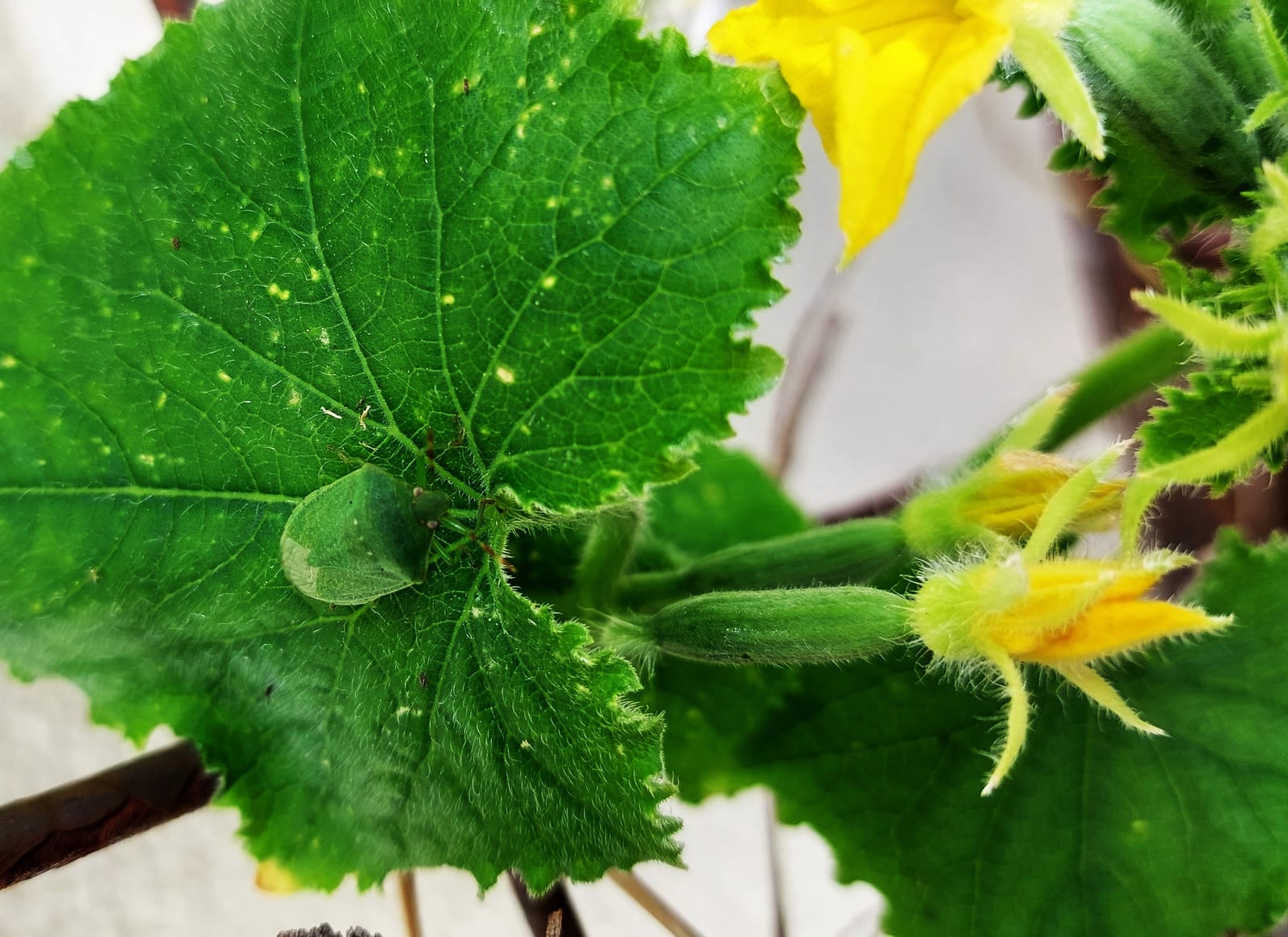Cucumber