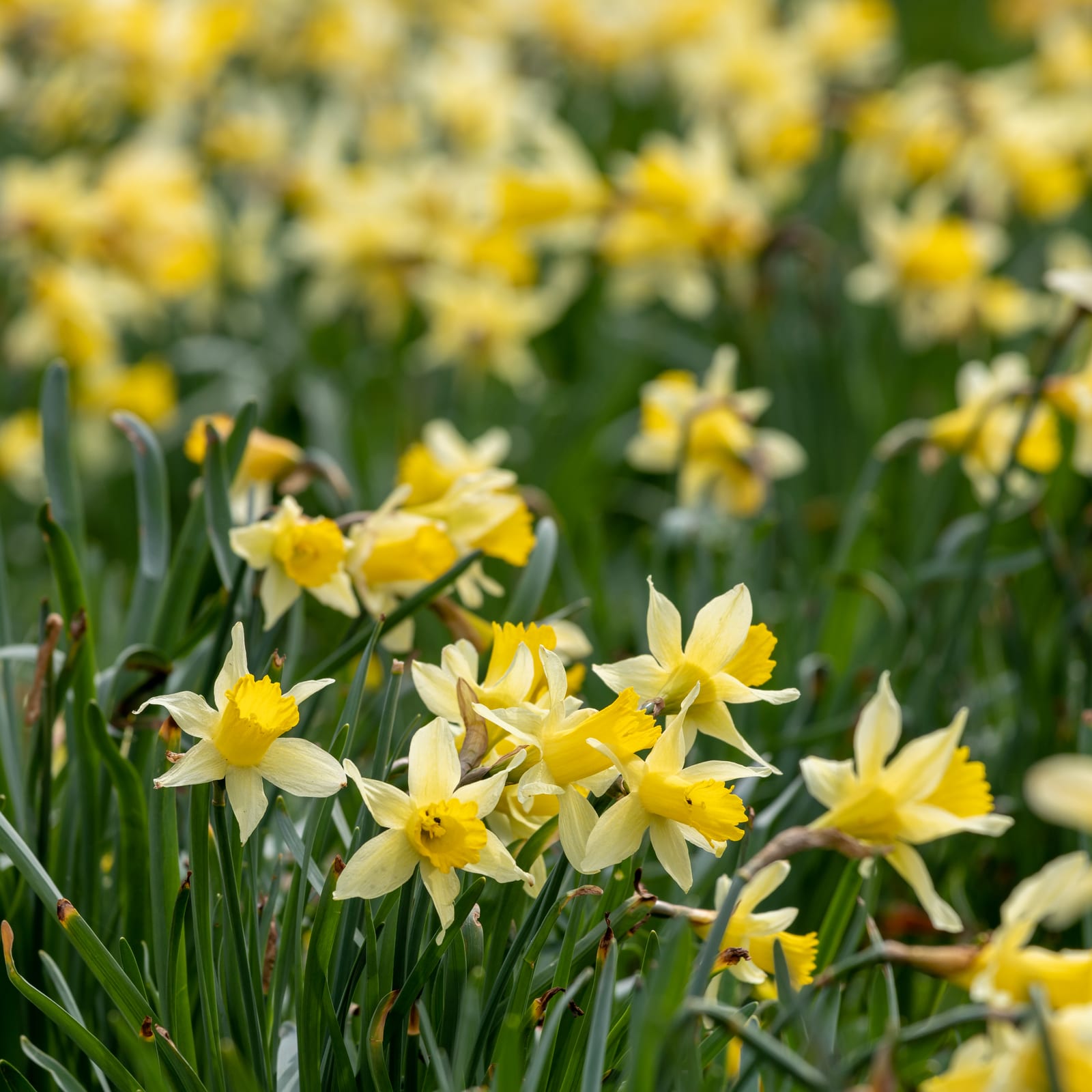 Daffodil thumbnail 3