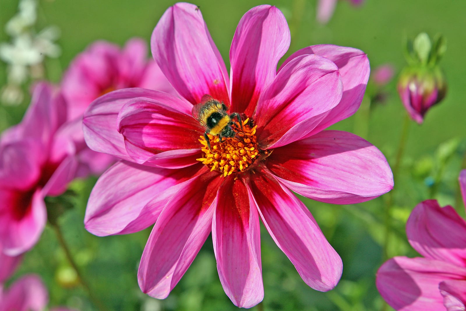 Dahlia