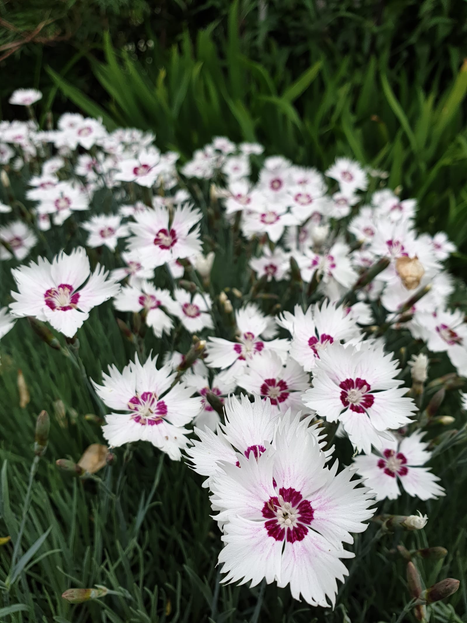 Dianthus (Pinks)